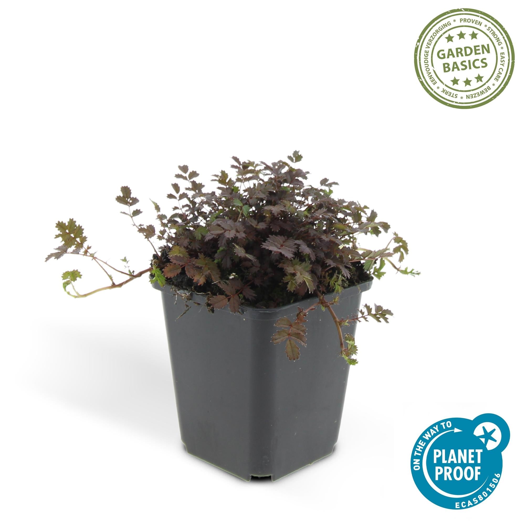 48x Kupferteppich - Acaena microphylla 'Kupferteppich' | 10-25cm | Ø9cm