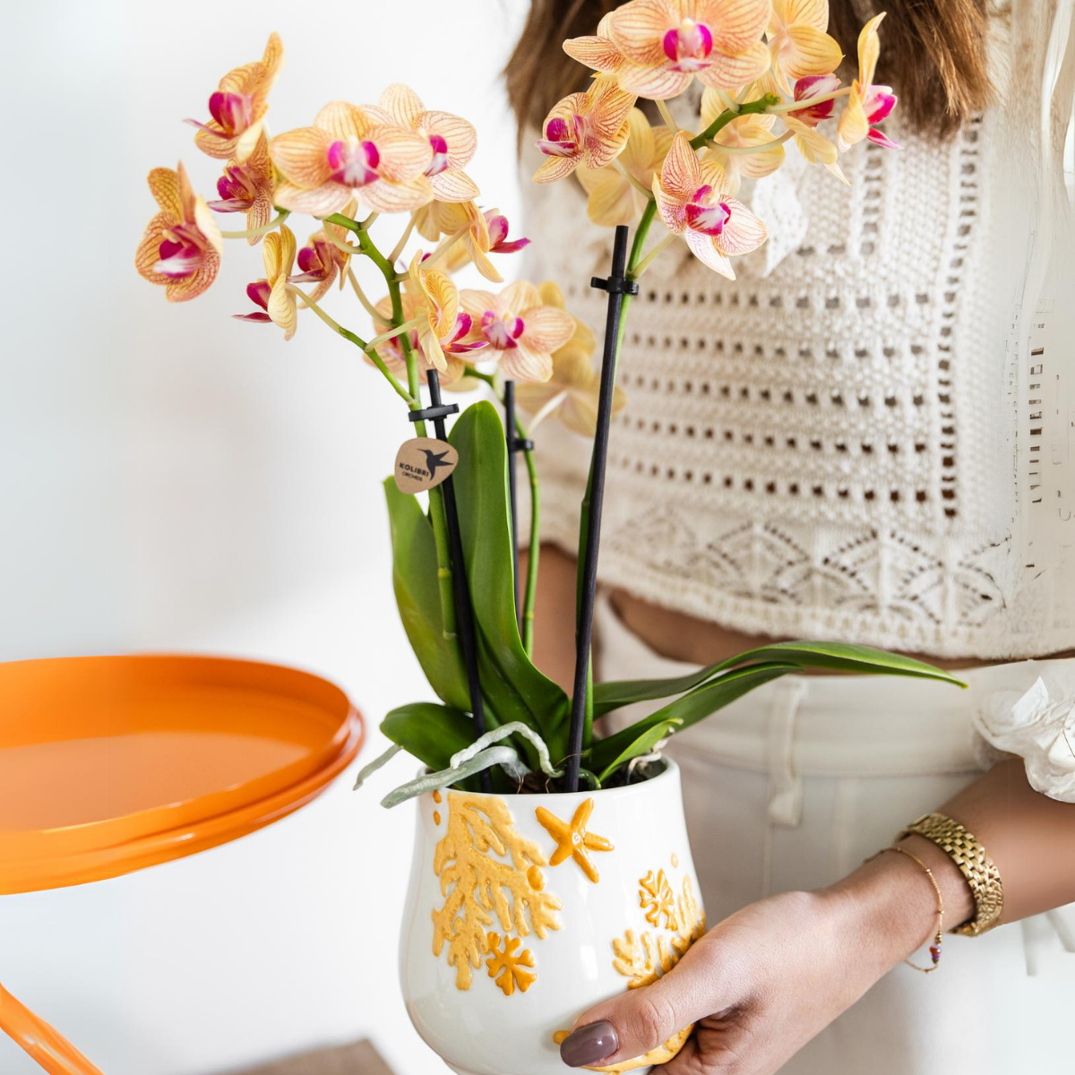 Orange Phalaenopsis Orchidee Topfgröße Ø9cm | Jamaica | blühende Zimmerpflanze - frisch vom Züchter