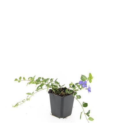 24x Kleinblütiges Immergrün - Vinca minor 'Ralph Shugert' | 10-25 cm | Ø9 cm