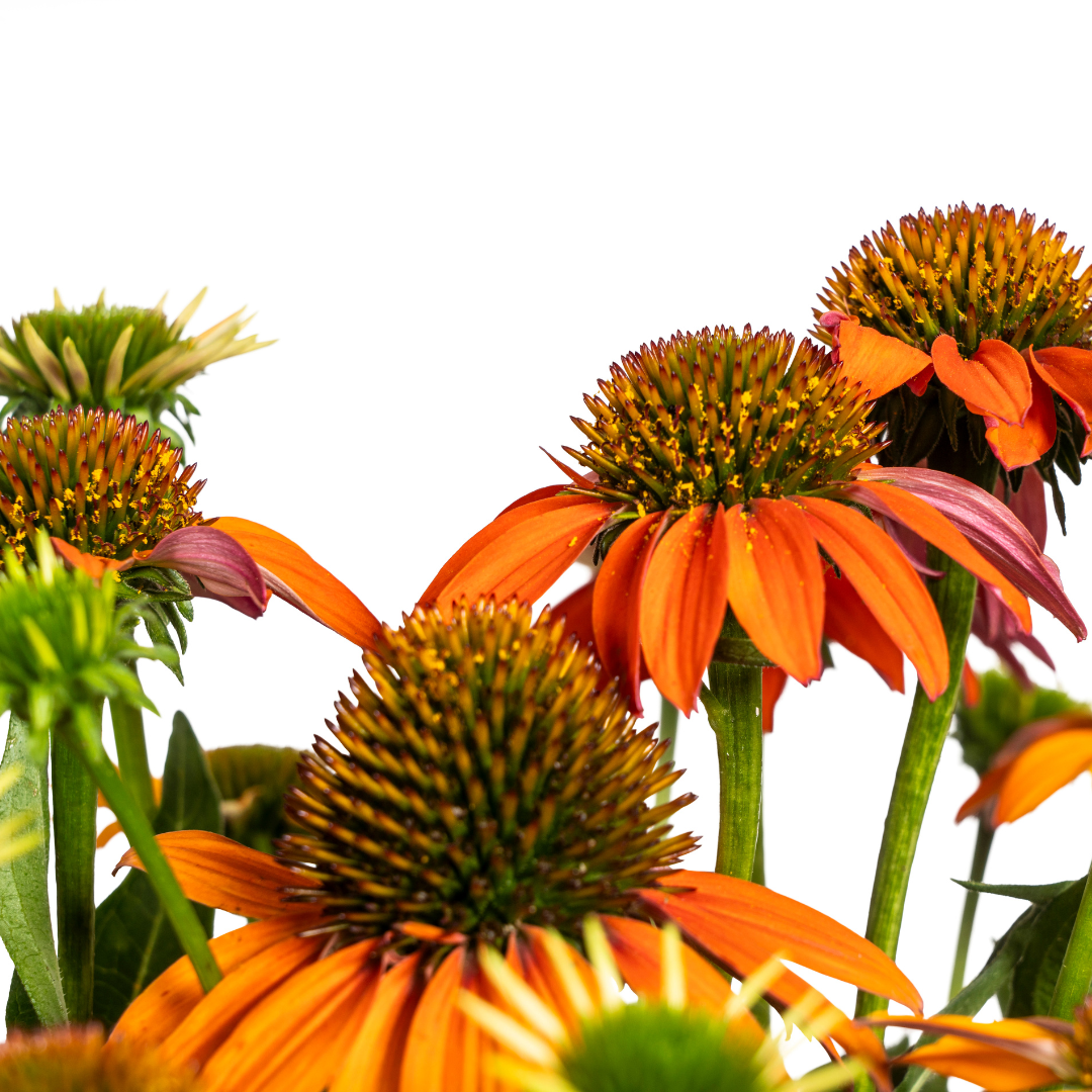 Purpur-Sonnenhut - Echinacea purpurea Orange | 60-70 cm | Ø19 cm