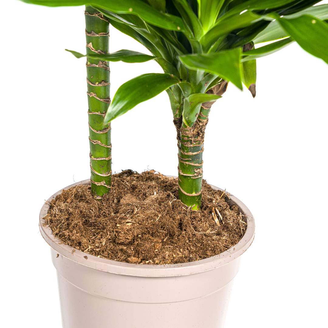 Drachenbaum - Dracaena Deremensis Green Jewel | 70 - 90cm |  Ø19cm