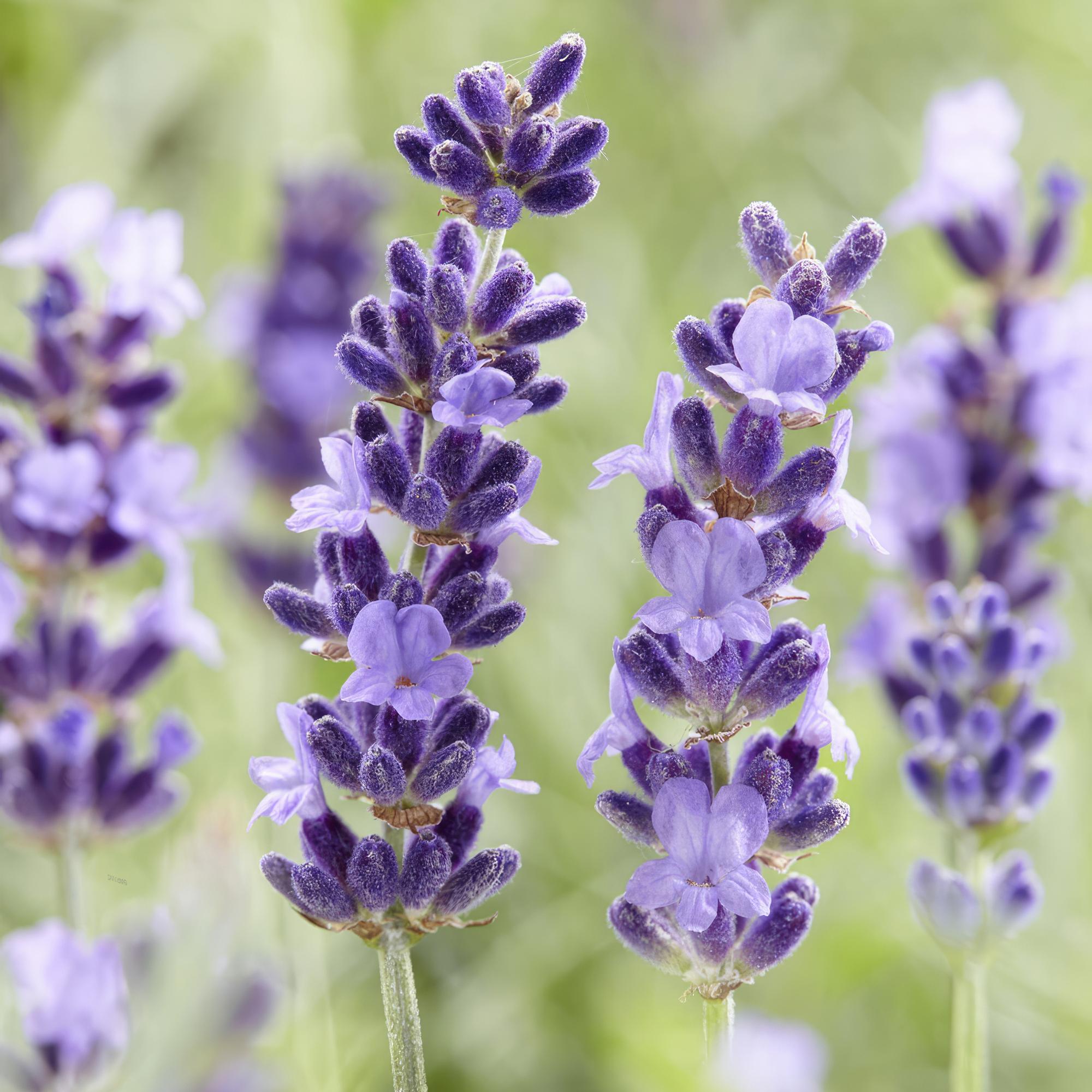 24x Lavendel - Lavandula 'Hidcote' | 10-25cm | Ø9cm