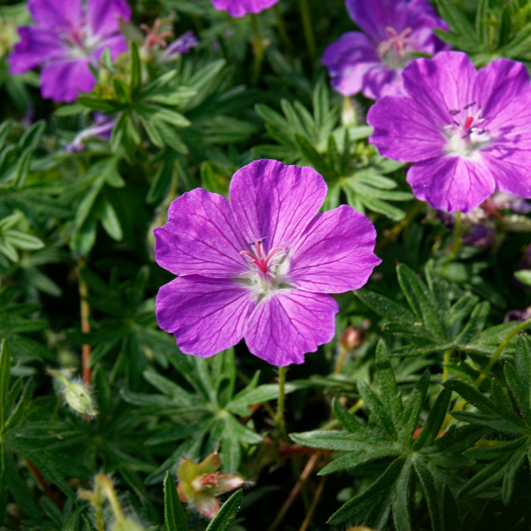 48x Blut-Storchschnabel - Geranium sanguineum | 10-25 cm | Ø9 cm