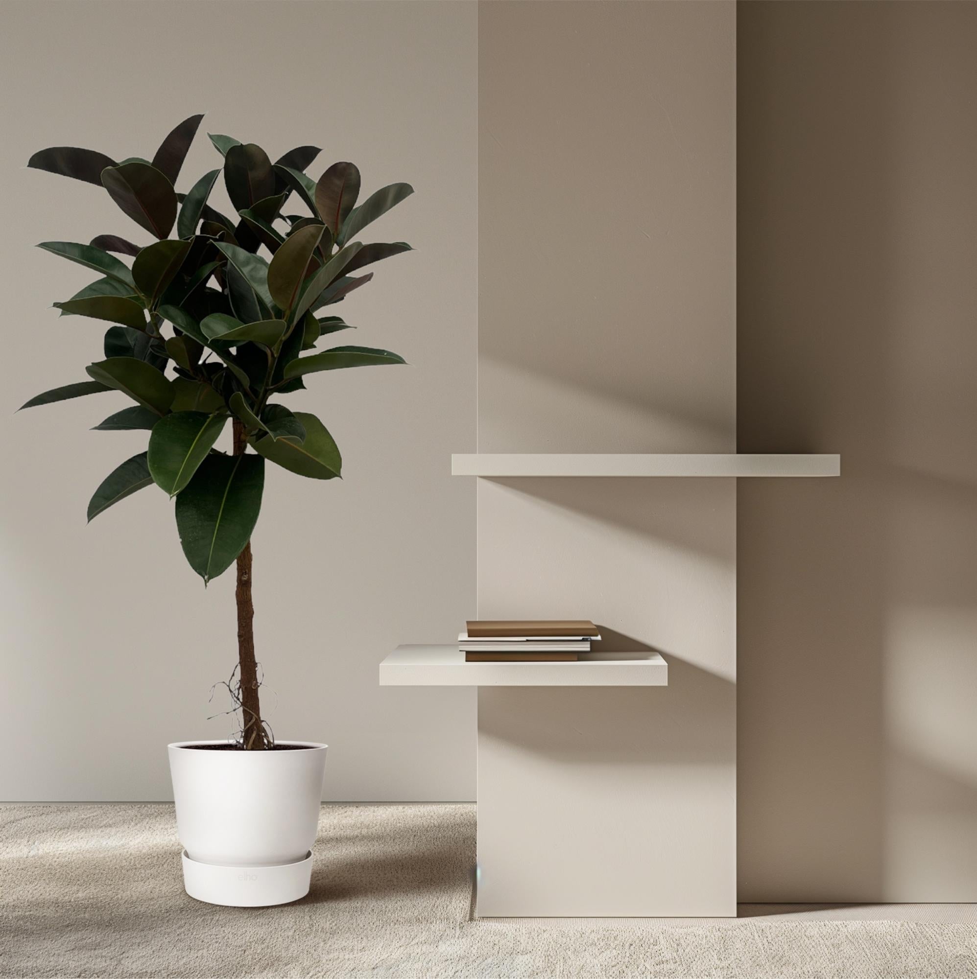 Gummibaum auf Stamm - Ficus Elastica Robusta | 140 cm | Ø27cm