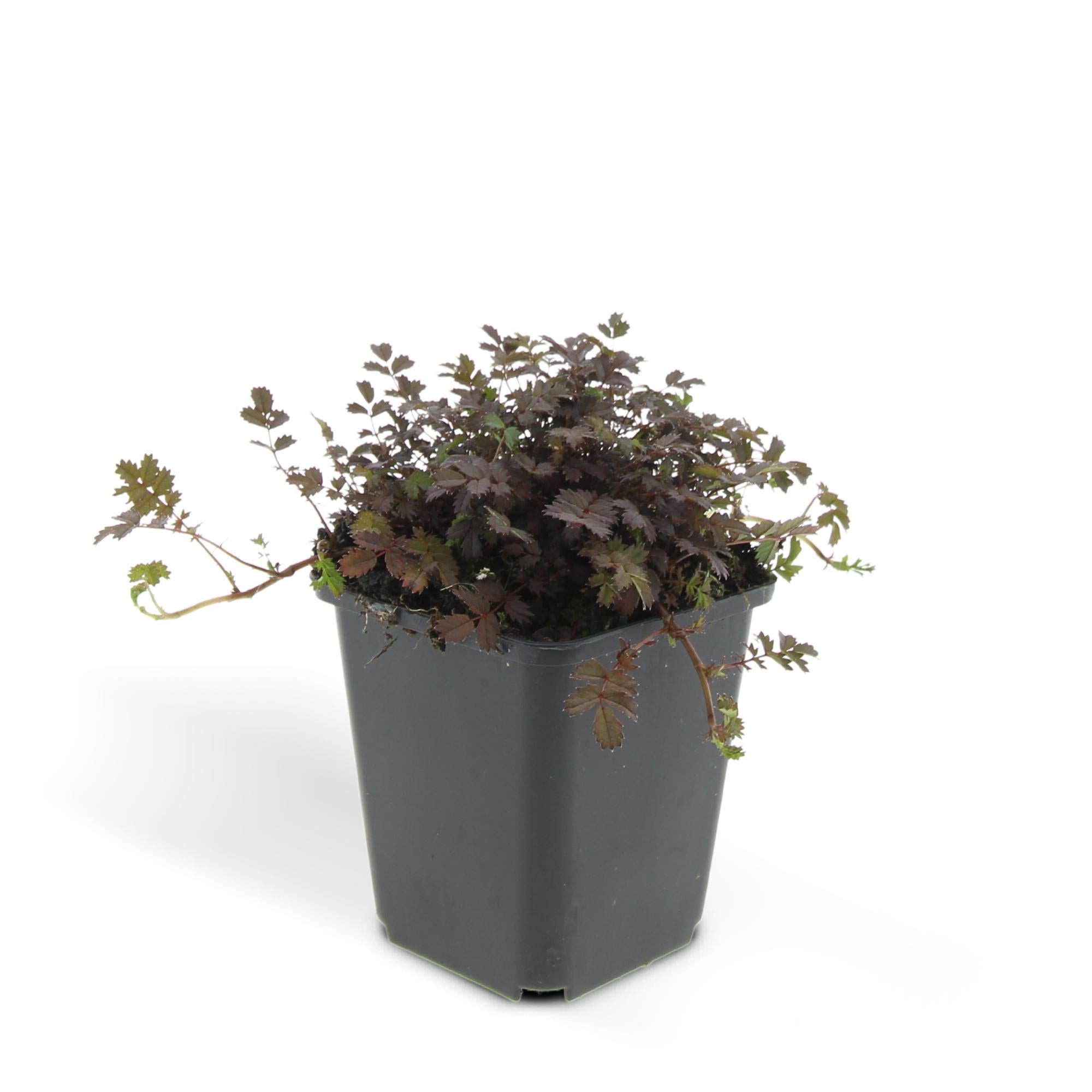 48x Kupferteppich - Acaena microphylla 'Kupferteppich' | 10-25cm | Ø9cm