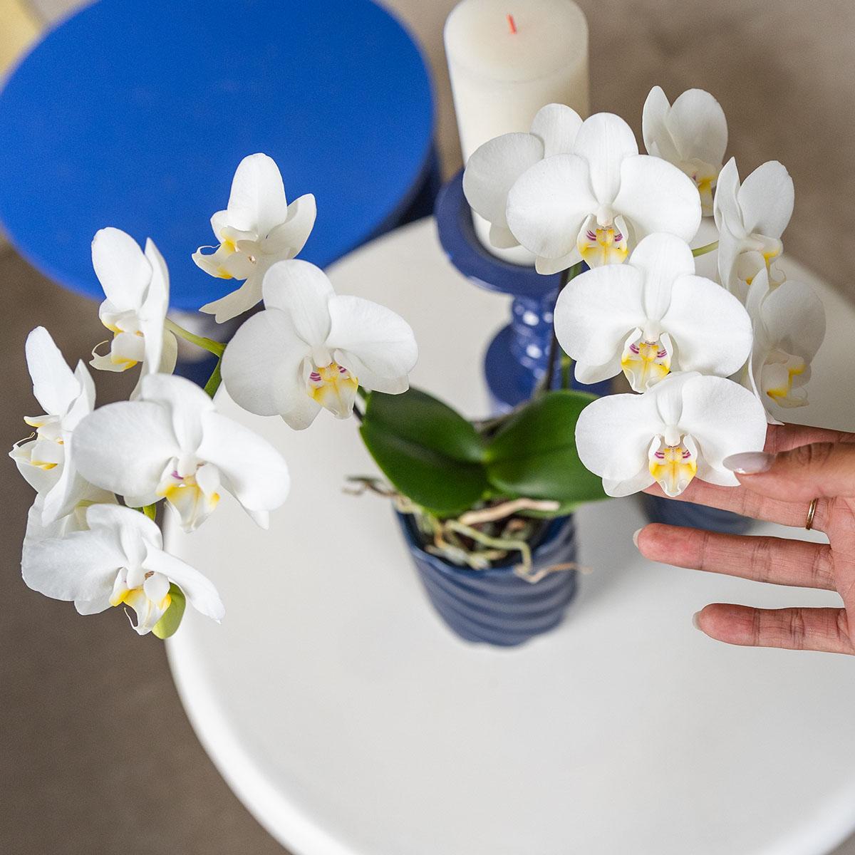 Weiße Phalaenopsis-Orchidee - Amabilis - Topfgröße Ø9cm | blühende Zimmerpflanze - frisch vom Züchter