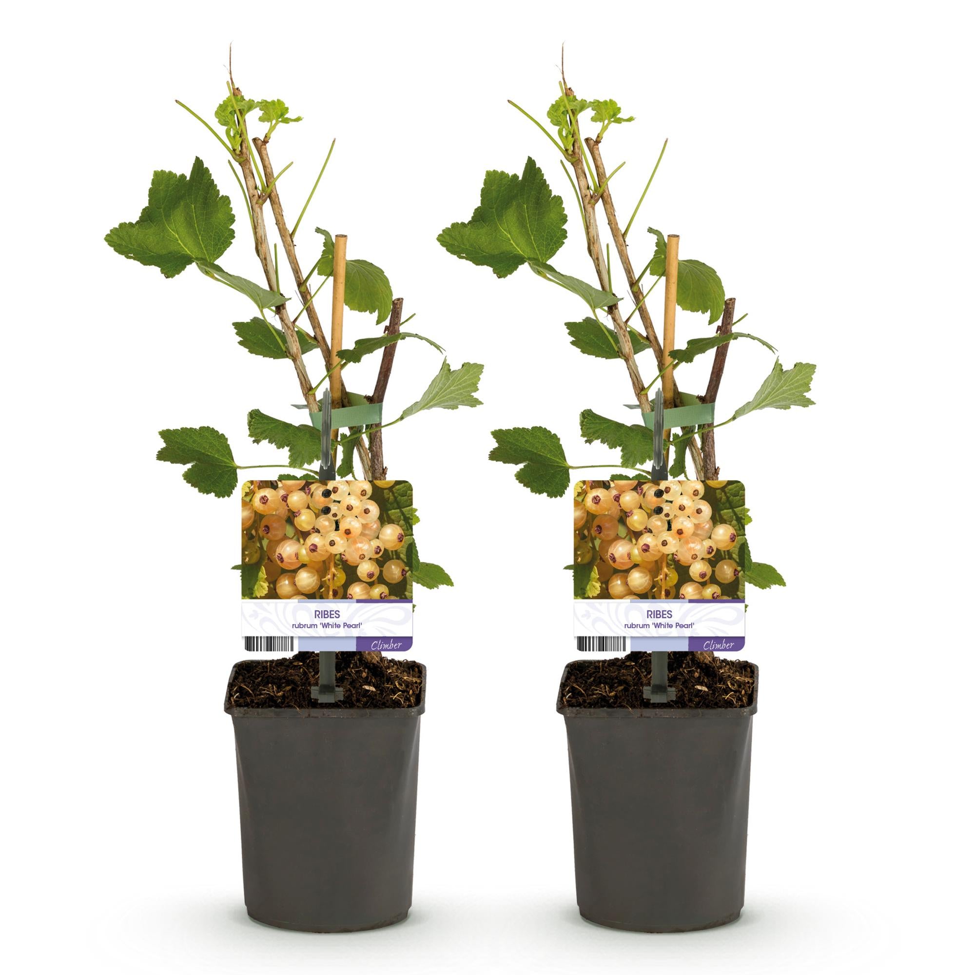 2x Weiße Johannisbeere - Ribes rubrum White Pearl | 2 Pflanzen | Topf 11cm - Höhe 40cm