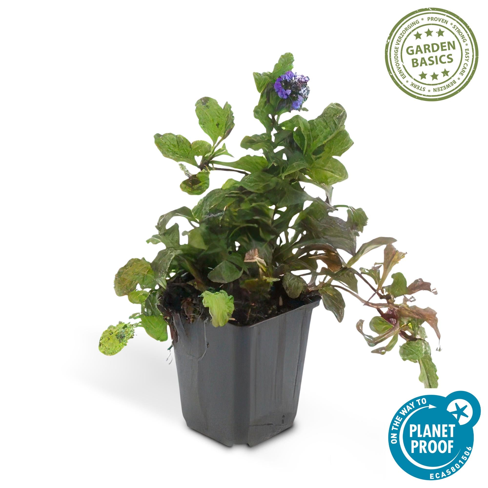 48x Kriechender Günsel - Ajuga reptans | 10-25cm | Ø9cm