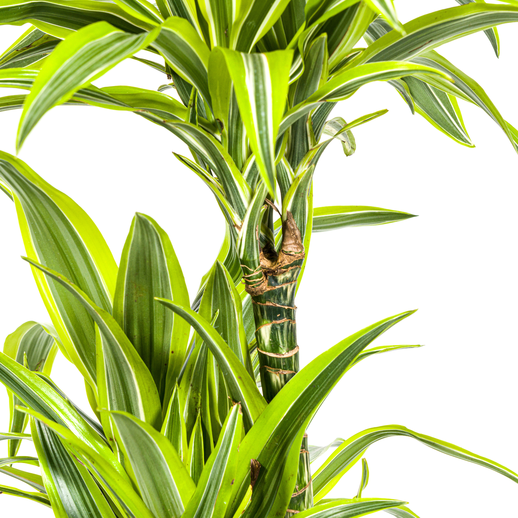 Drachenbaum - Dracaena Deremensis Lemon Lime | 130 - 150cm | Ø24cm