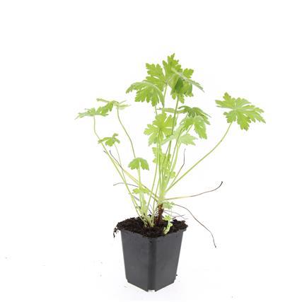 48x Großes Storchschnabel - Geranium macrorrhizum | 10-25cm | Ø9cm