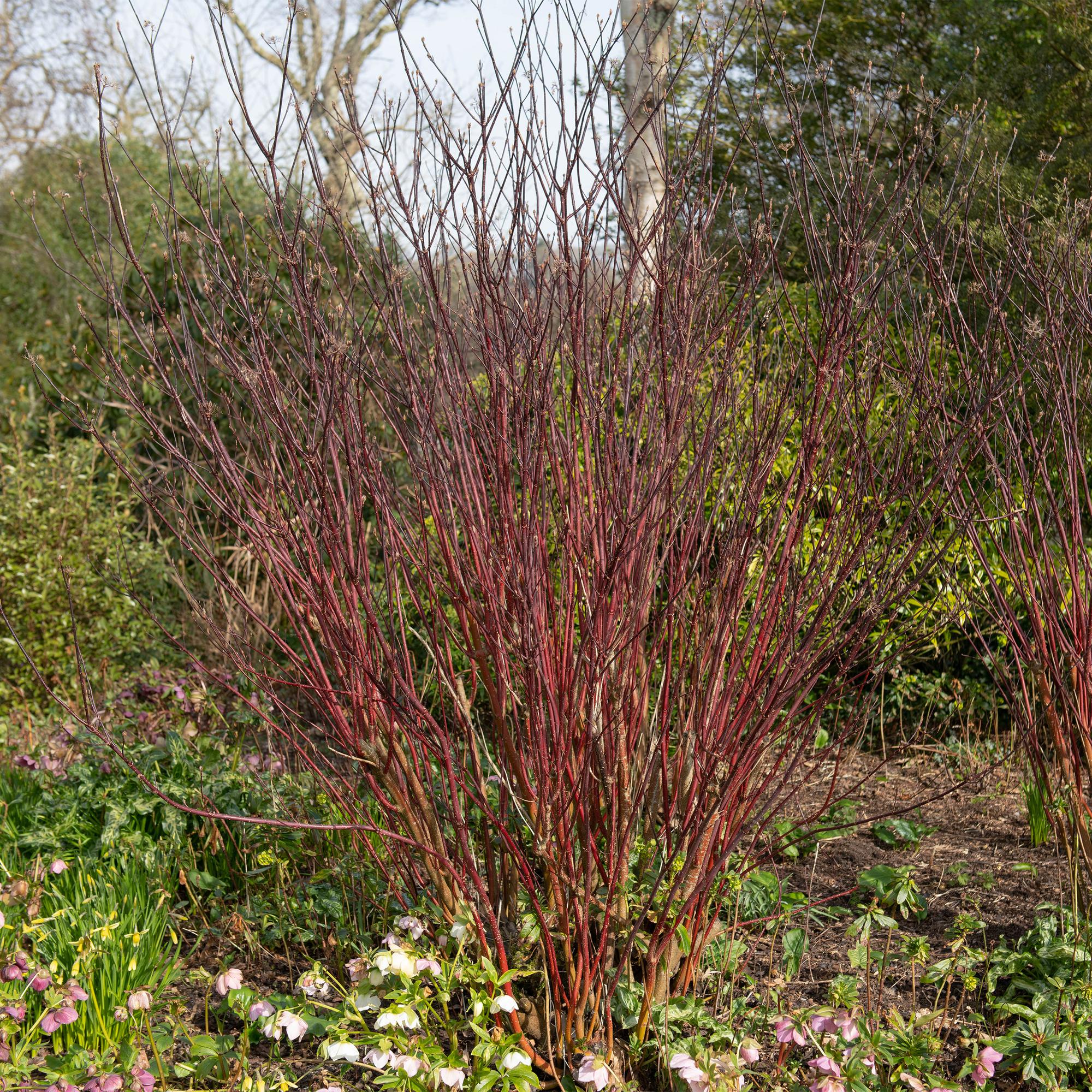 Schwarzrindiger Hartriegel - Cornus alba Kesselringii | Topf 17cm Höhe 45cm