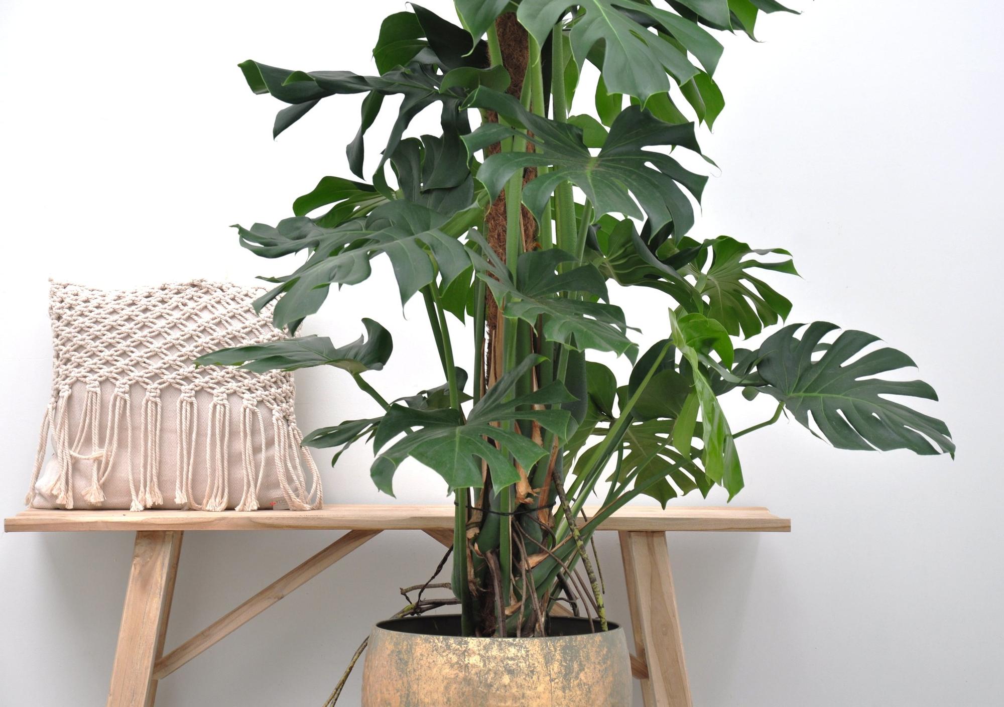 Fensterblatt – Monstera Deliciosa XXL | 150 cm | Ø24 cm