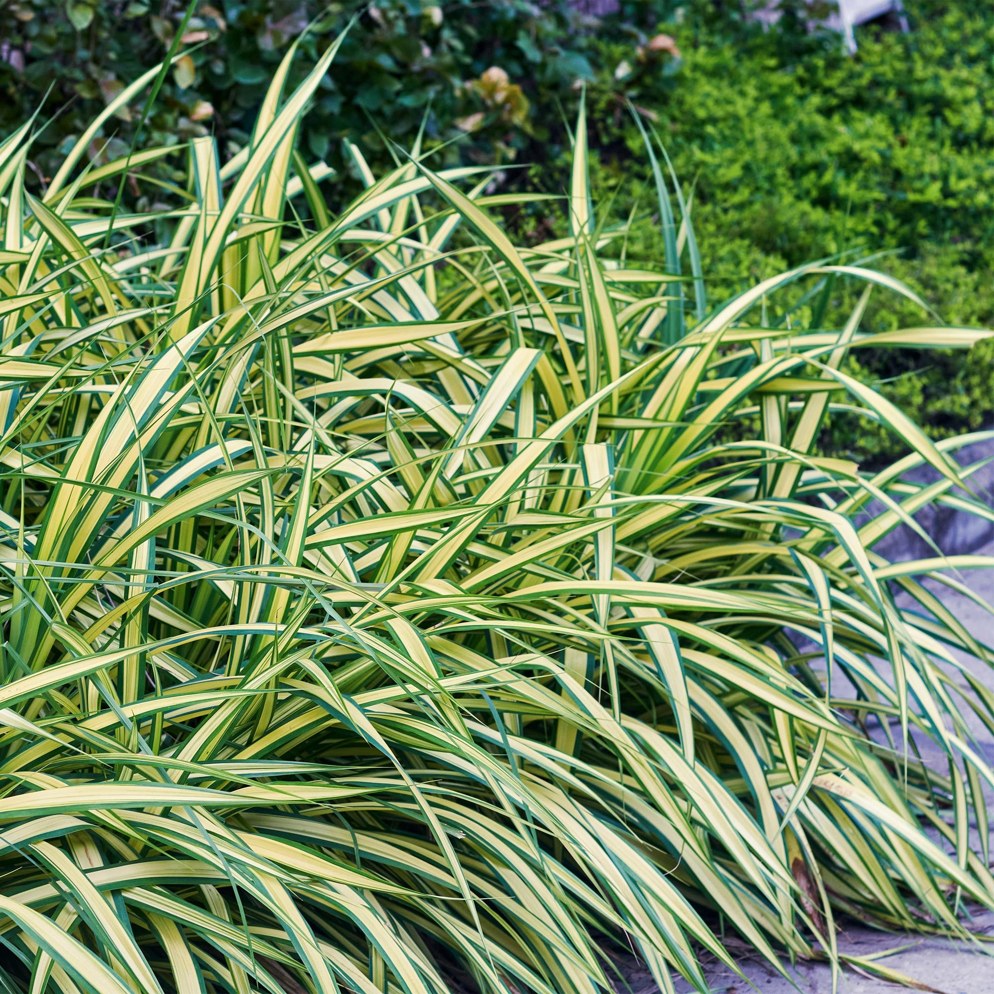 4x Japan-Segge - Carex oshimensis Evergold | 50 cm | Ø17 cm