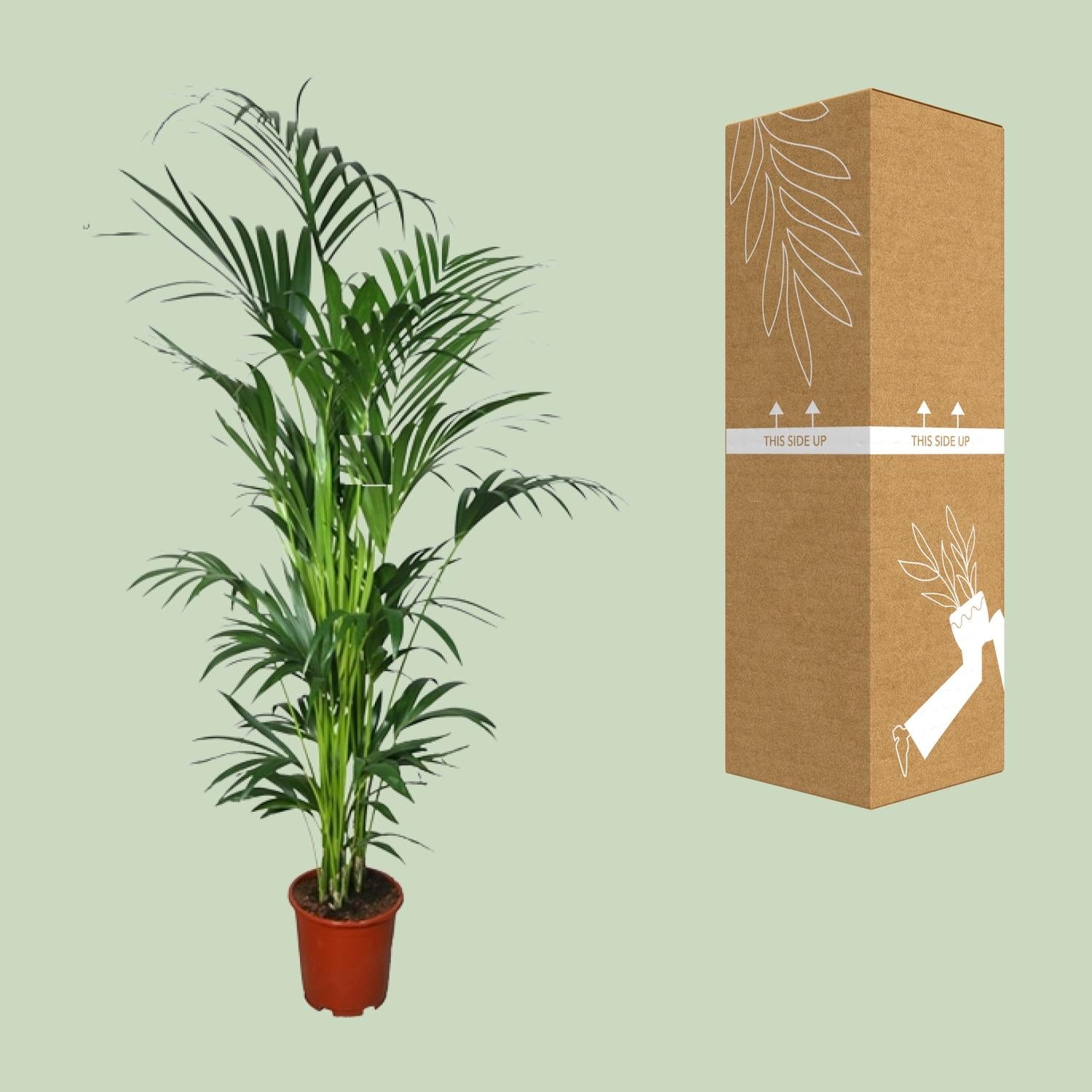 Kentiapalme – Howea forsteriana | 200cm | Ø27cm