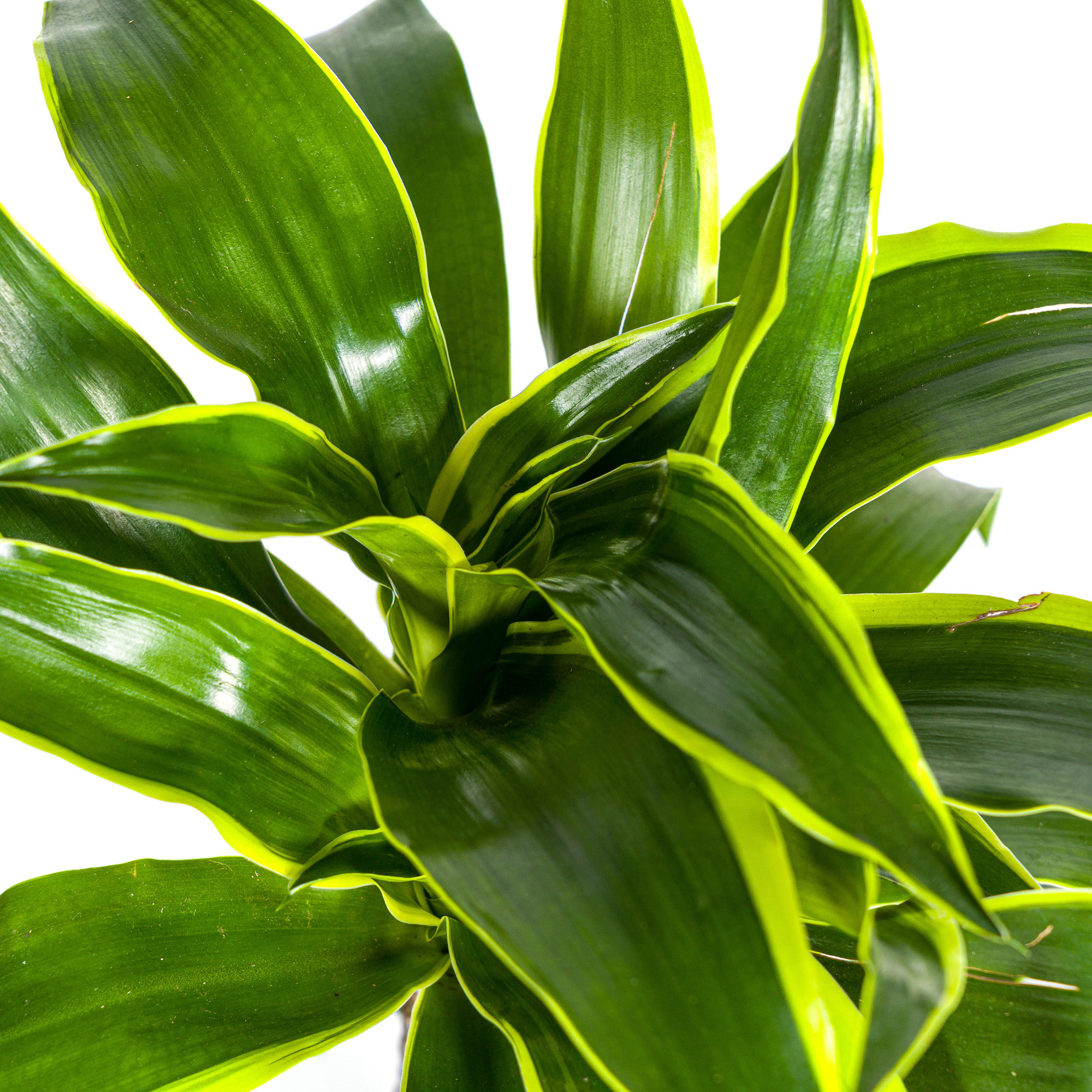 Goldener Drachenbaum - Dracaena Deremensis Dorado | 70 - 90cm | Ø19cm