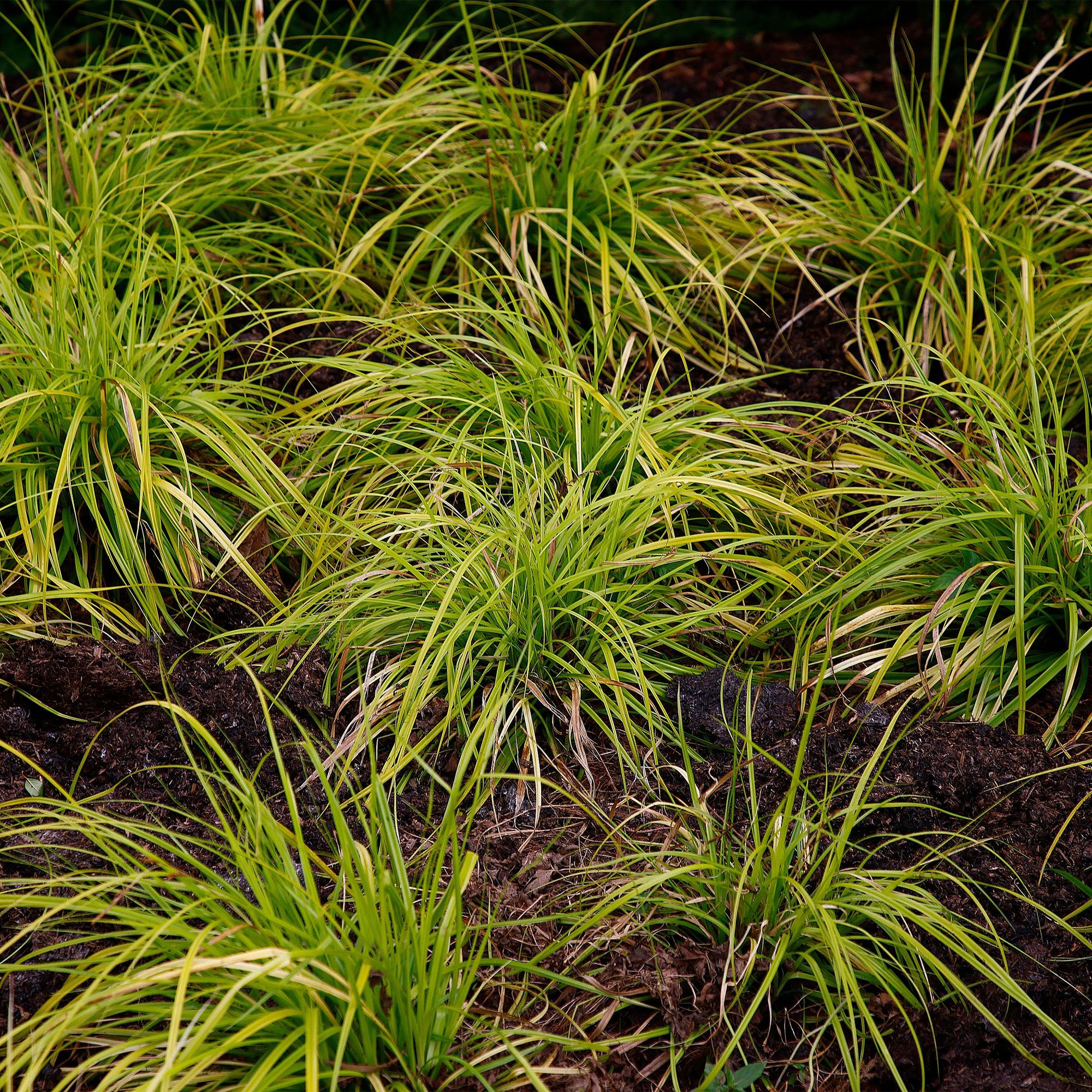 4x Japan-Segge - Carex oshimensis Everillo | 50 cm | Ø17 cm