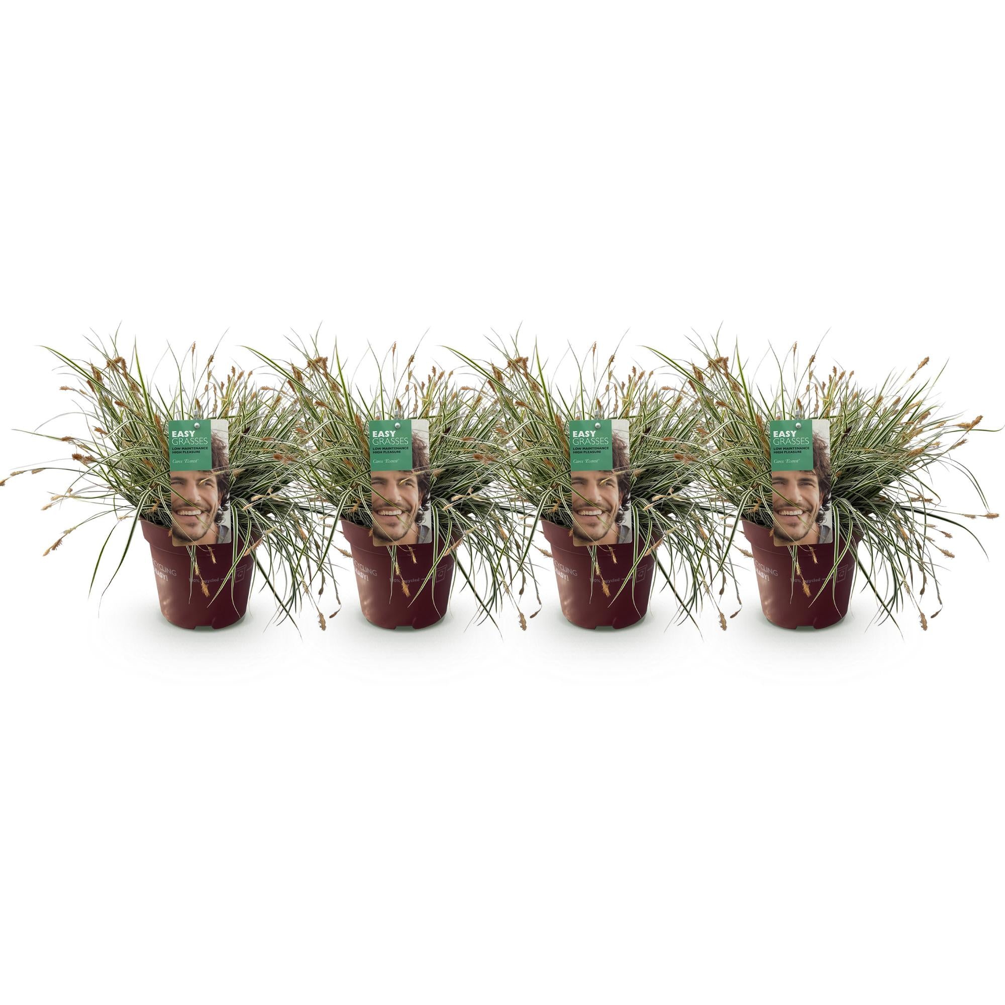 4x Japan-Segge - Carex oshimensis Everest | 50 cm | Ø17 cm
