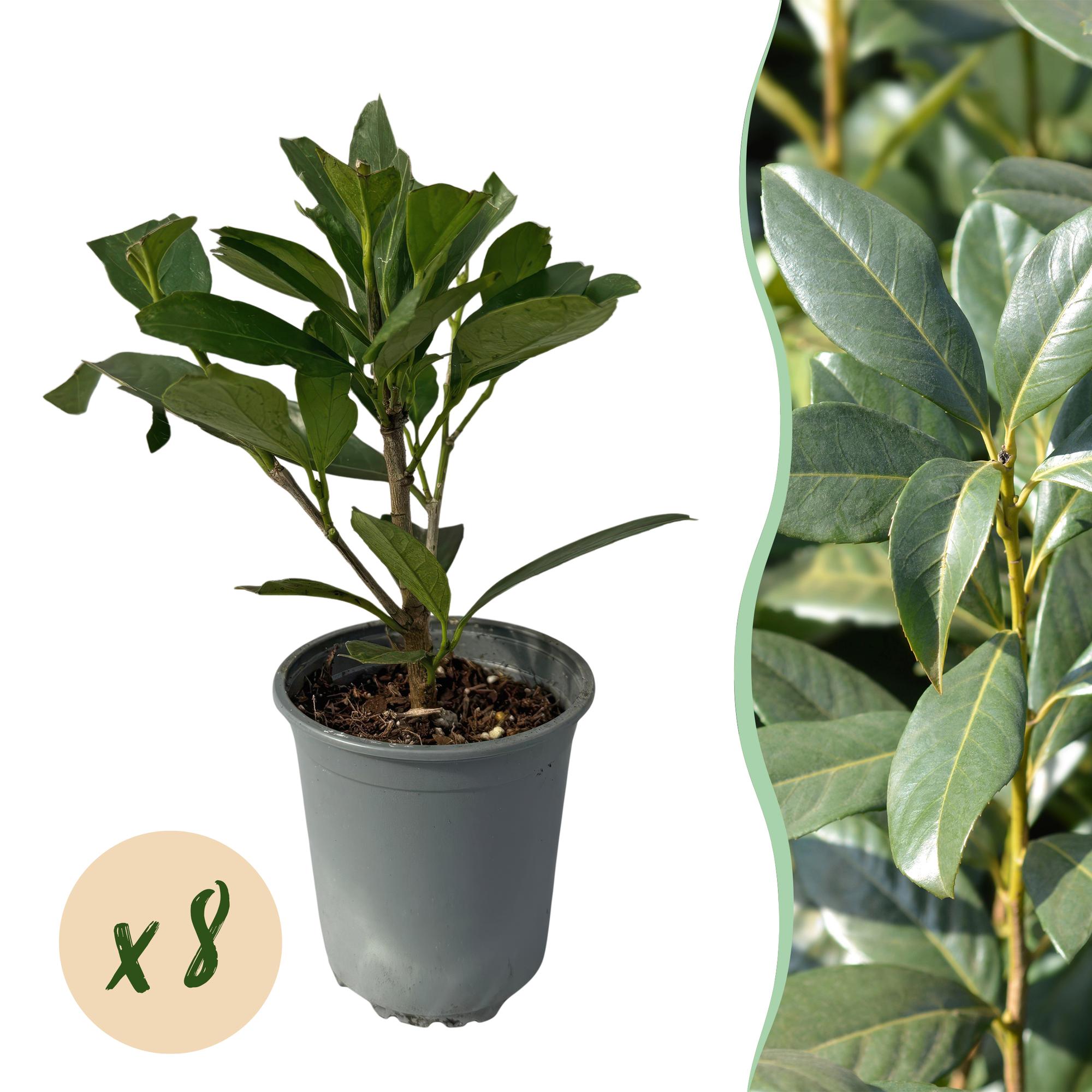 8x Kaukasischer Kirschlorbeer - Prunus laurocerasus Caucasica | 8 Pflanzen - 1 laufenden Meter | Topf 9cm Höhe - 30-35cm