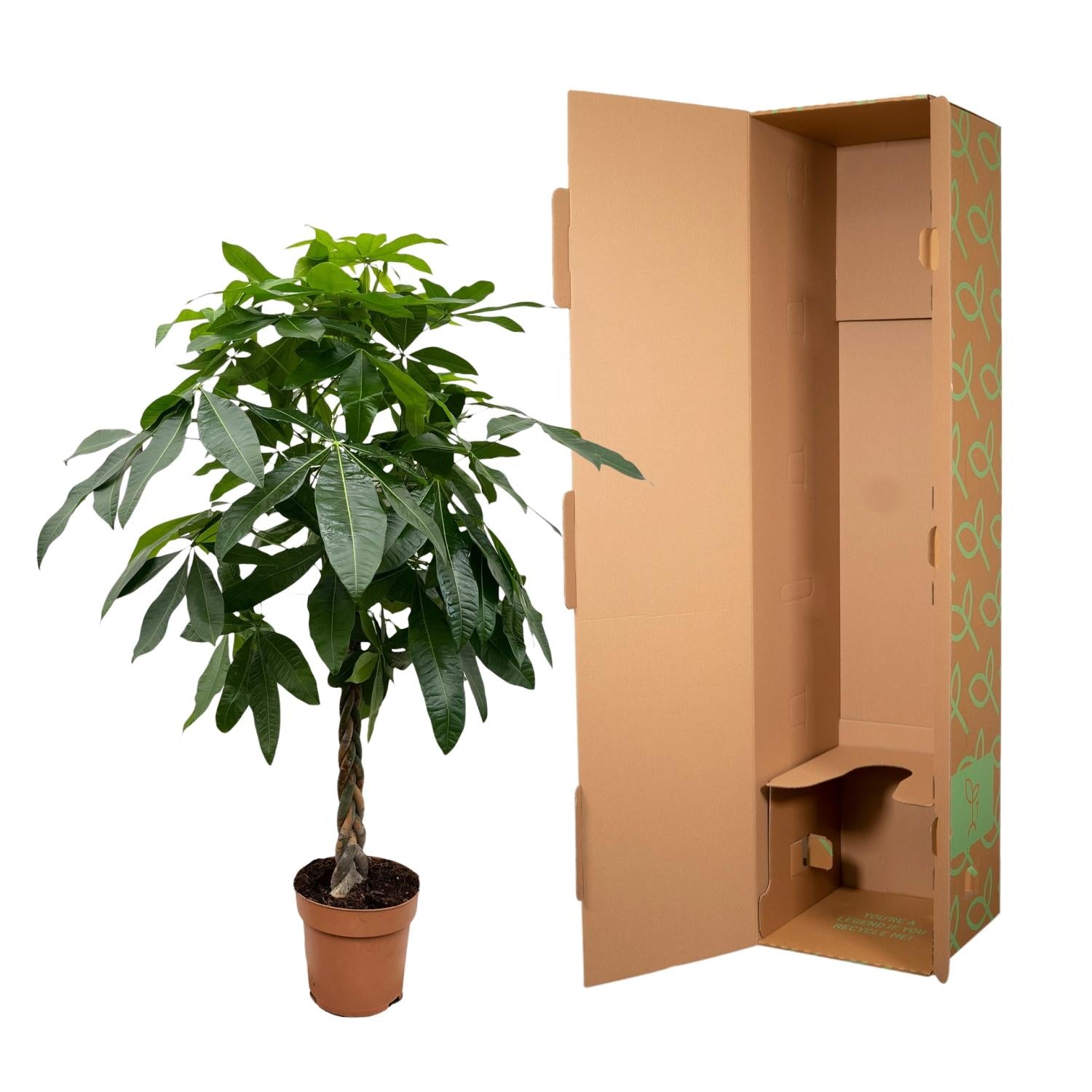 Pachira Aquatica - Glückskastanie, Geldbaum | 170 cm | Ø27 cm