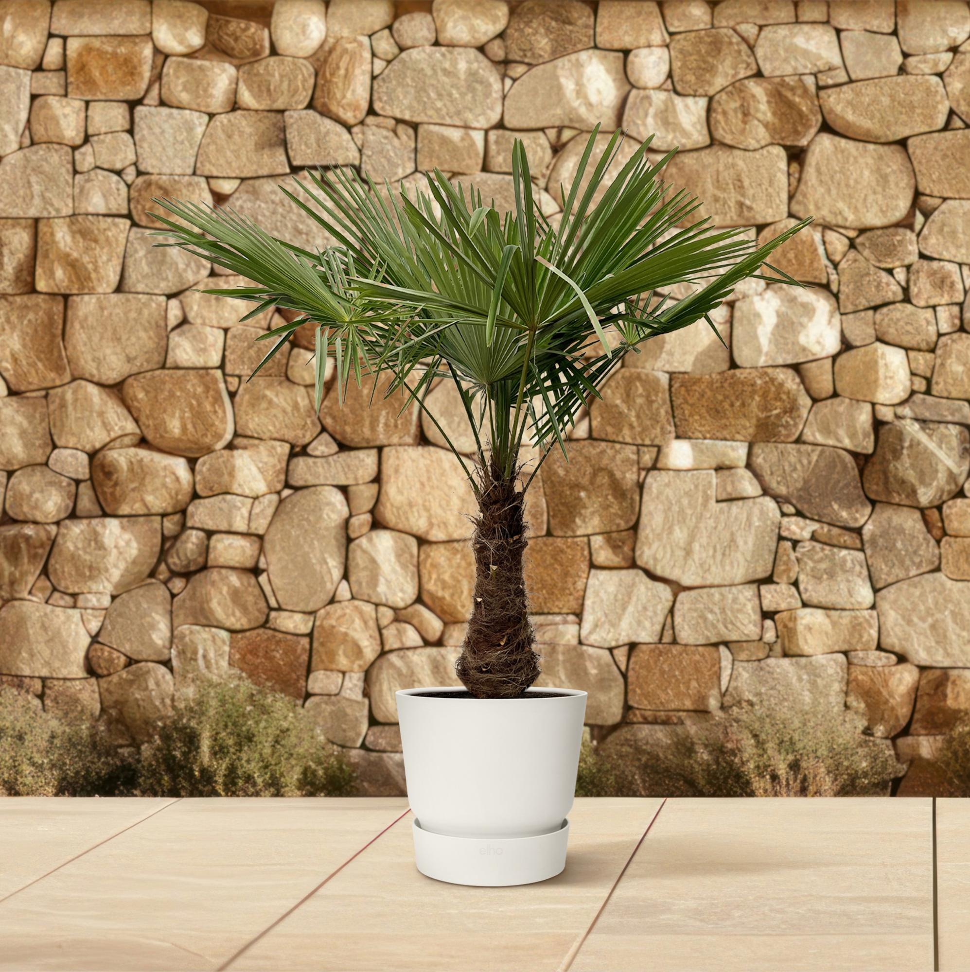 Chinesische Hanfpalme - Trachycarpus | 240cm | Ø45 cm