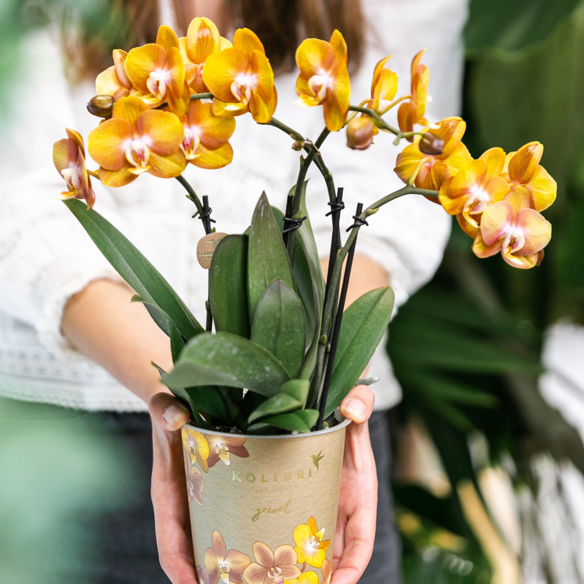 Orange-goldene Phalaenopsis-Orchidee - Jewel Las Vegas - Topfgröße Ø12cm | blühende Topfpflanze - frisch vom Züchter