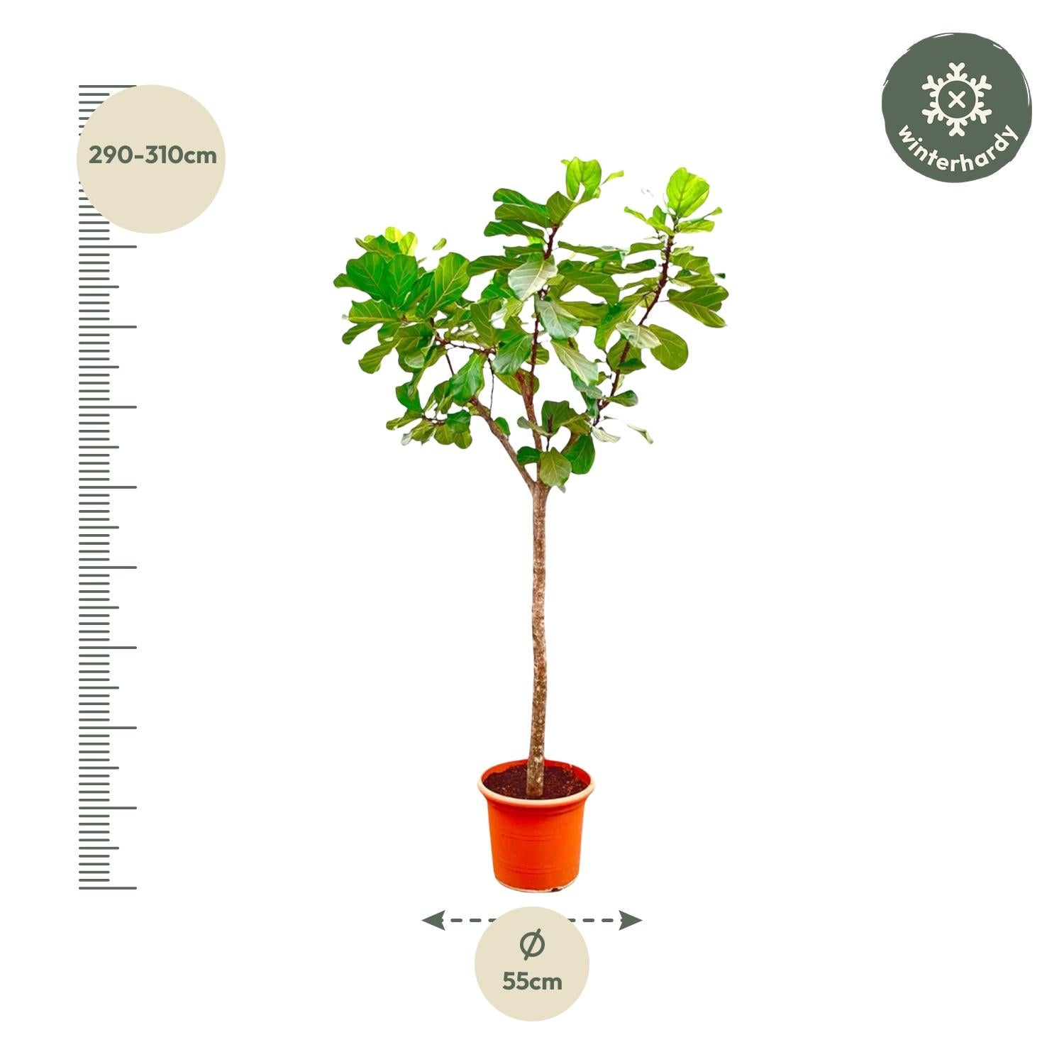 XXL Geigen-Feigenbaum – Ficus Lyrata Baum XXL | 270 cm | Ø45 cm