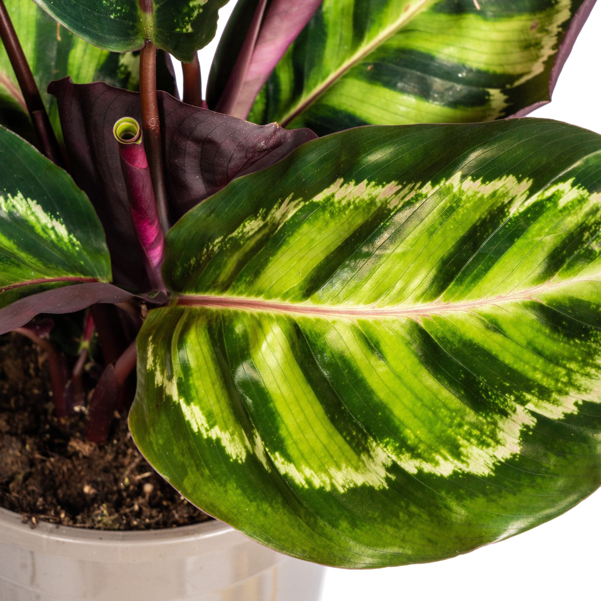 Korbmarante - Calathea Roseopicta | 40 - 50cm | Ø17cm