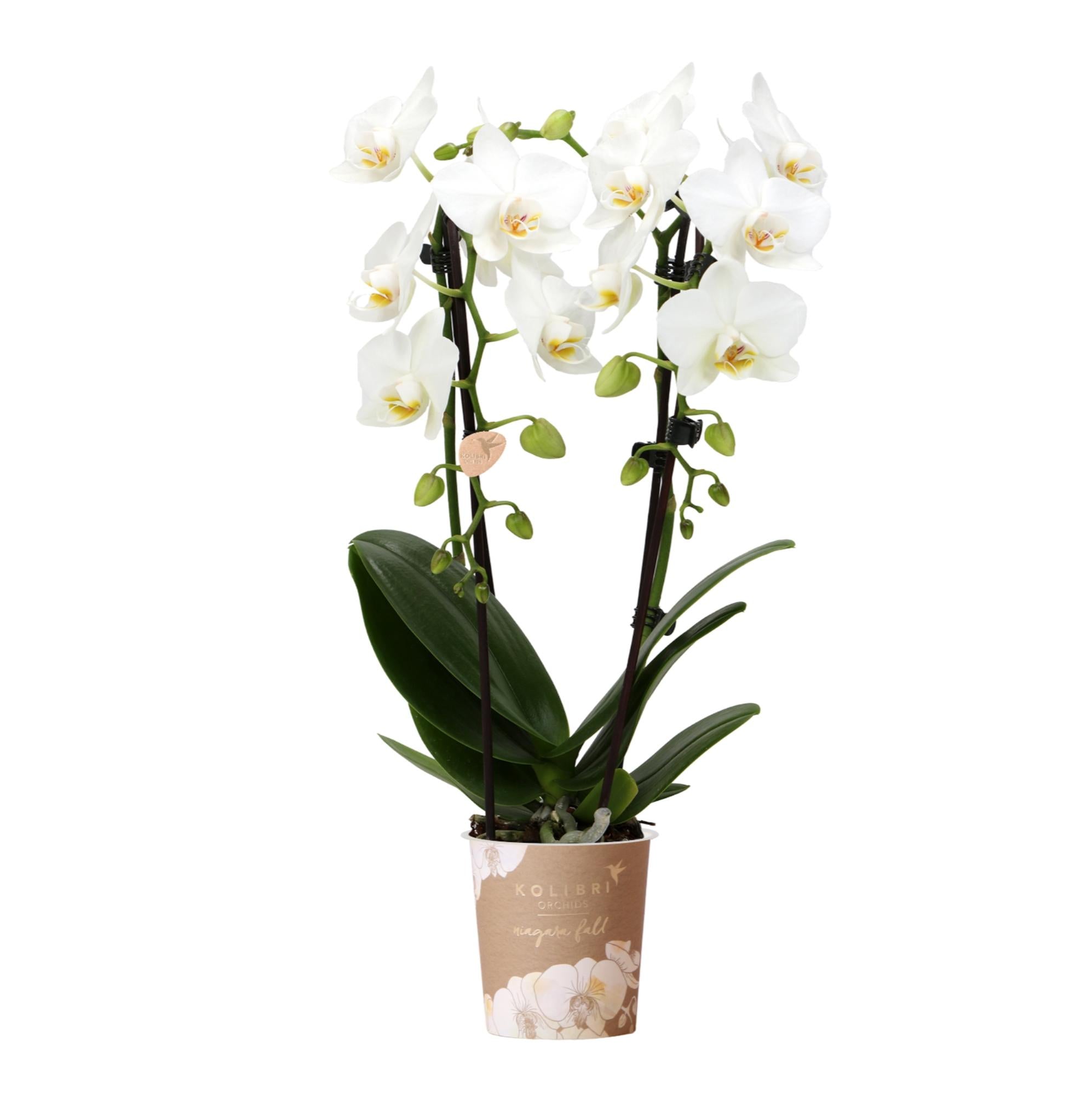 Weiße Phalaenopsis-Orchidee - Niagara Fall - Topfgröße Ø9cm | blühende Zimmerpflanze - frisch vom Züchter