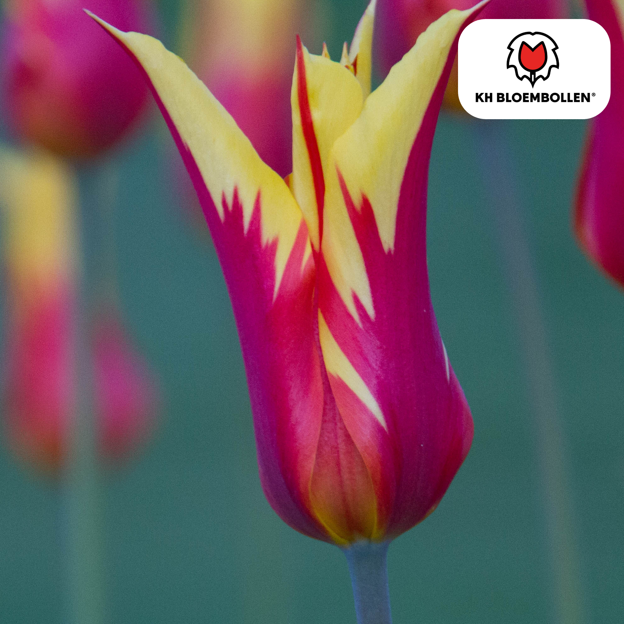 Tulpenzwiebeln Fire Wings – 20 Stück |Größe 11/12