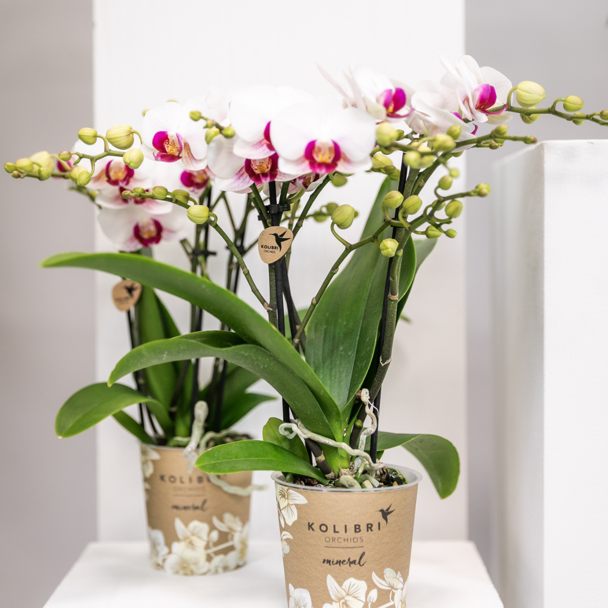 Weiße Phalaenopsis-Orchidee - Mineral Gibraltar - Topfgröße Ø9cm | blühende Zimmerpflanze - frisch vom Züchter