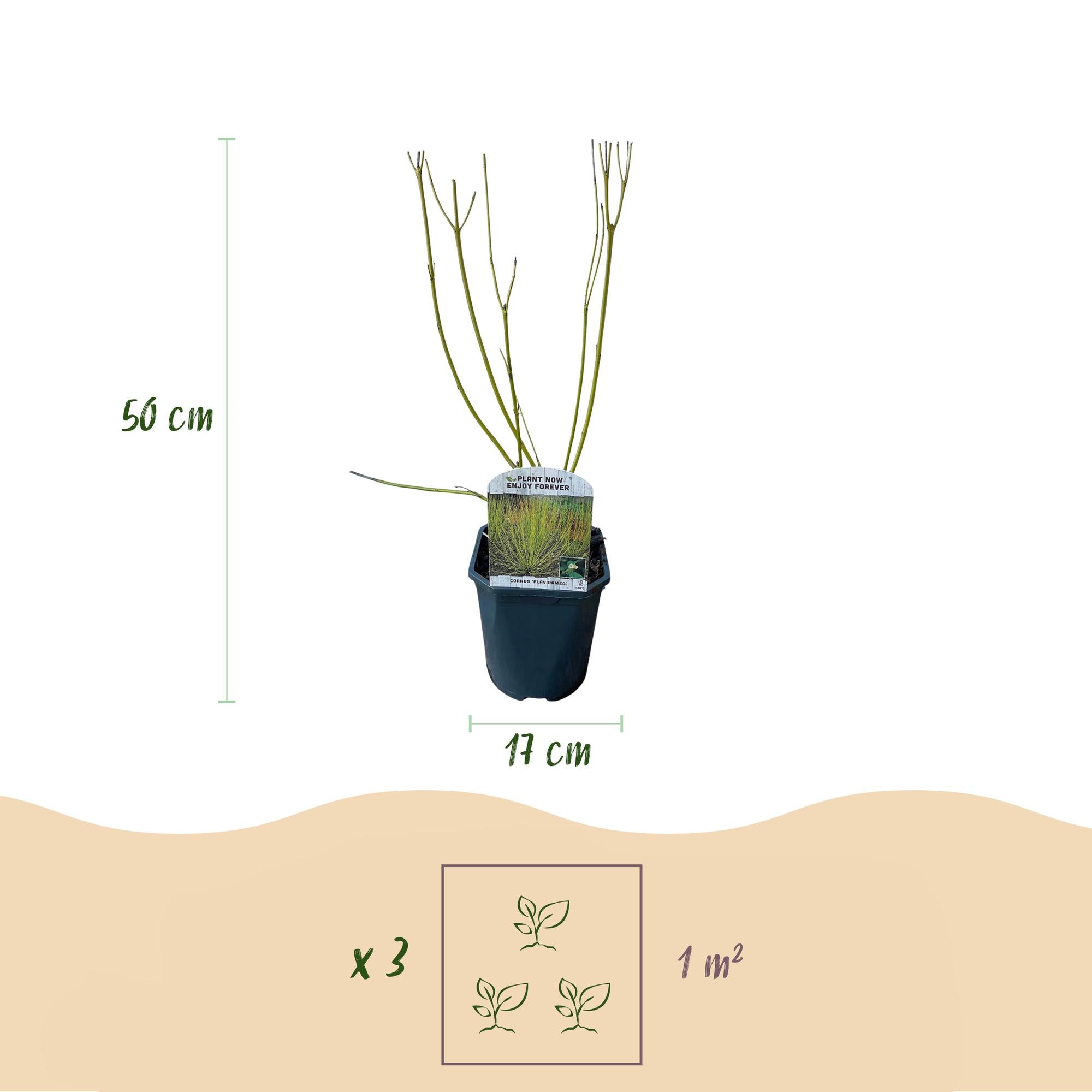 Gelbholz-Hartriegel - Cornus alba Flaviramea | Topf 17cm Höhe 45cm
