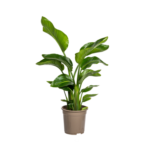 Weie Paradiesvogelblume Strelitzia Nicolai 45-55 Cm - Baumstrelitzie Im  12-15 Cm Topf - Pflegeleichte Zimmerpflanze Pflegeleichte Tropenpflanze