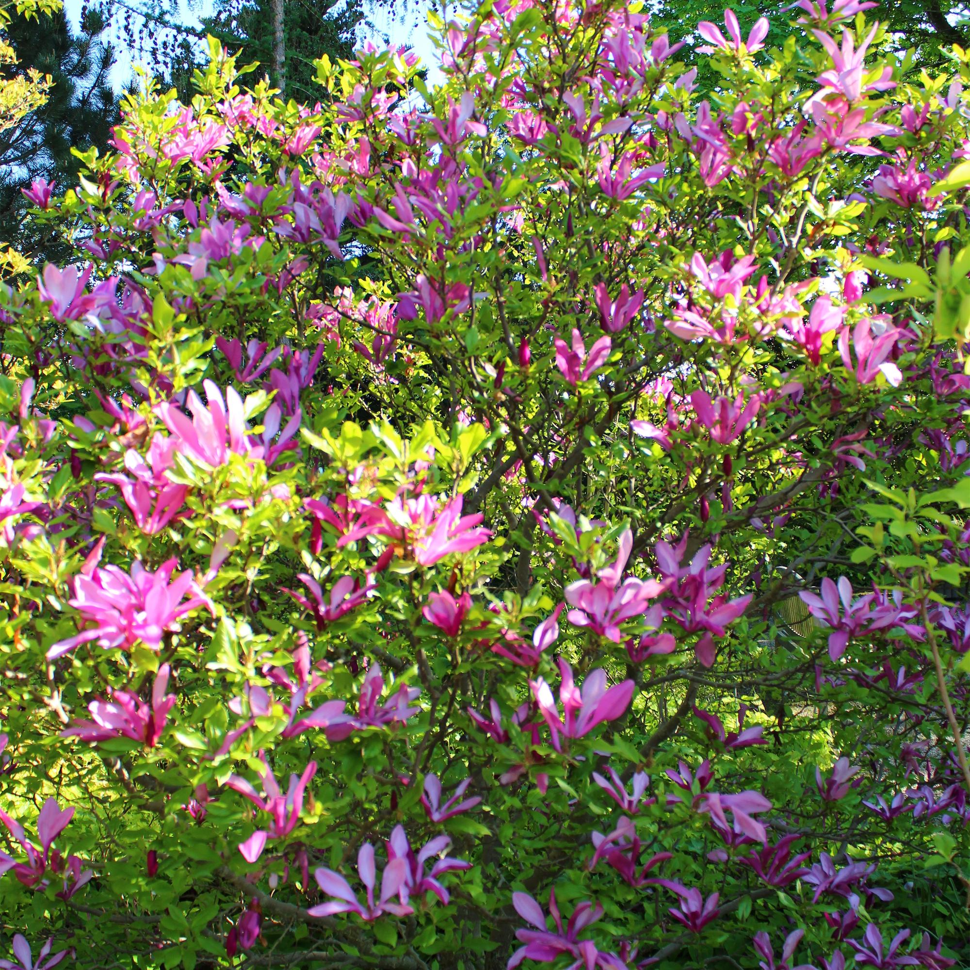 Tulpenmagnolie - Magnolie - Magnolia Susan | Topf 17cm Höhe 45cm