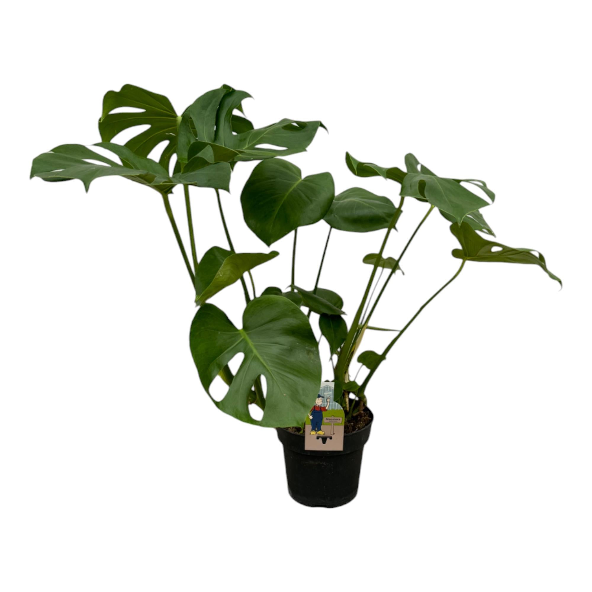 Fensterblatt - Monstera Deliciosa | 75 cm | Ø21 cm