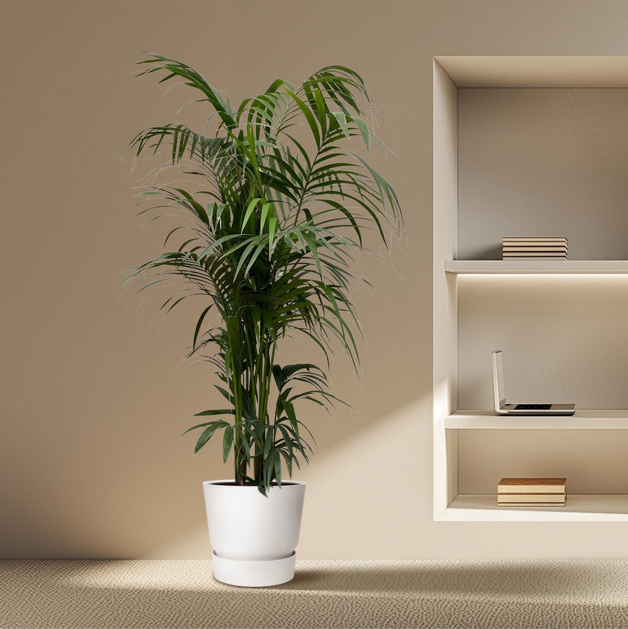 Kentiapalme – Howea Forsteriana | 220 cm | Ø38 cm