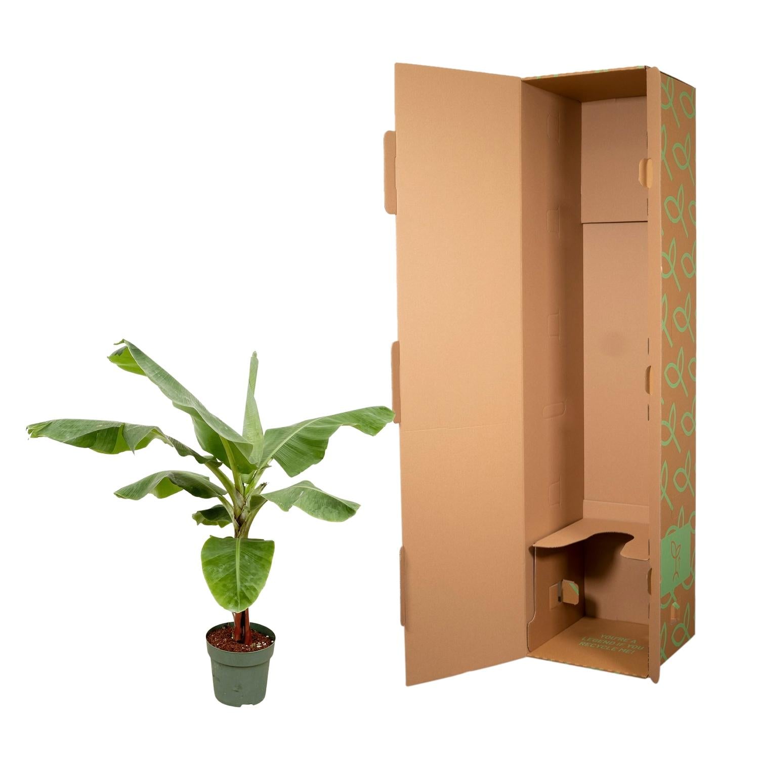 Bananenpflanze – Musa | 170 cm | Ø30 cm