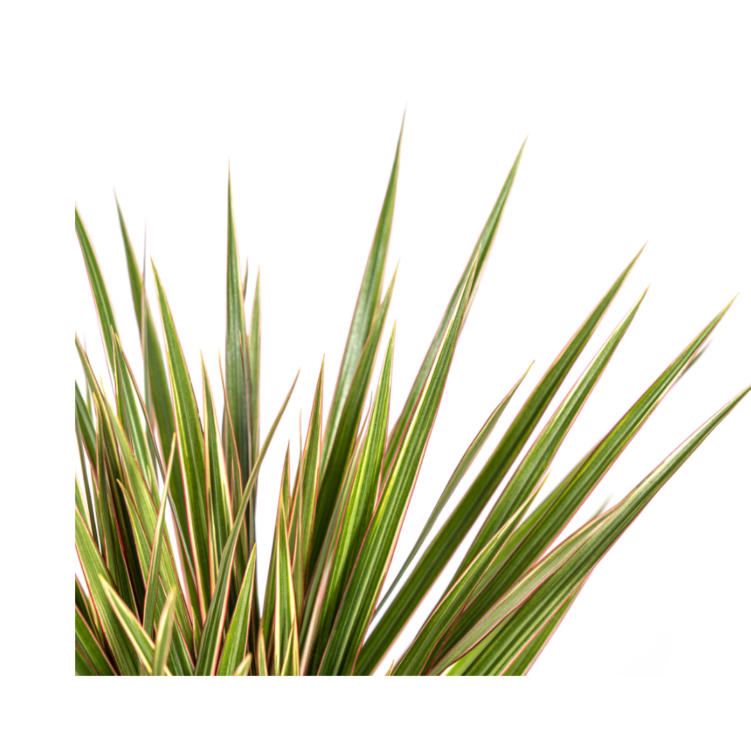 Drachenbaum - Dracaena Marginata Bicolor | 50 - 70cm | Ø17cm