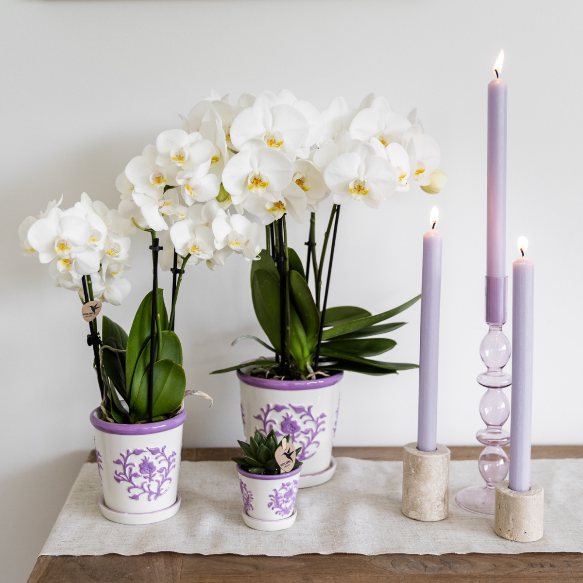 Weiße Phalaenopsis-Orchidee - Amabilis - Topfgröße Ø9cm | blühende Zimmerpflanze - frisch vom Züchter
