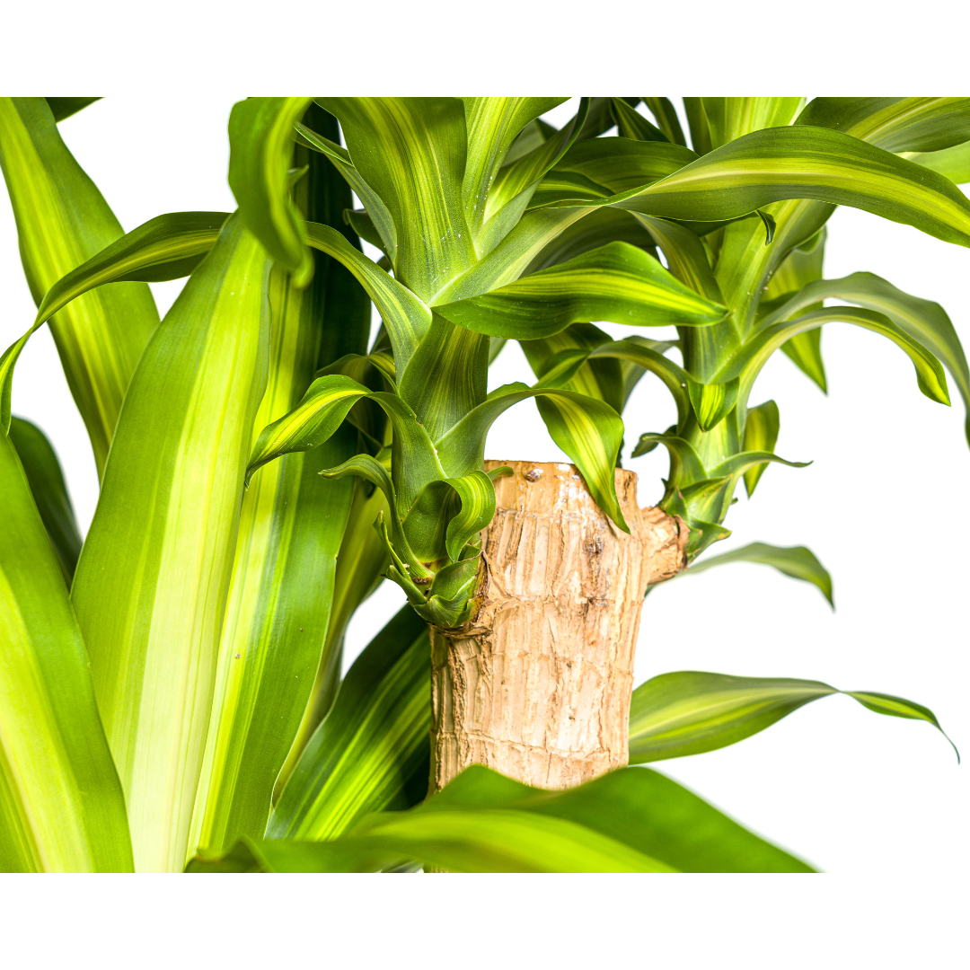 Duftender Drachenbaum - Dracaena Fragrans Massangeana | 170 - 190cm | Ø30cm