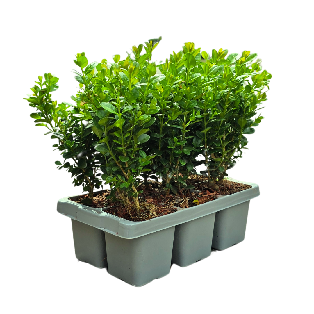 24x Buchsbaum 'NewGen Freedom' | je Ø7 cm – ↕15 cm
