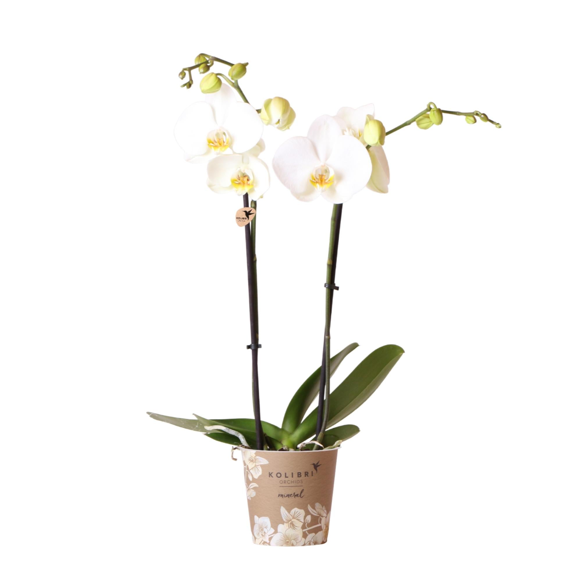 Weiße Phalaenopsis-Orchidee - Dame Blanche - Topfgröße Ø12cm | blühende Zimmerpflanze - frisch vom Züchter