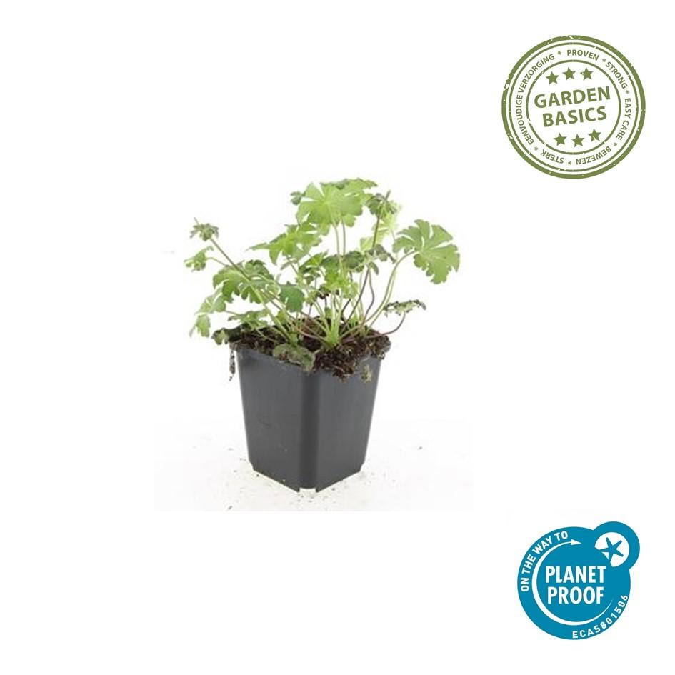 48x Kantabrischer Storchschnabel - Geranium cant. 'Cambridge' | 10-25cm | Ø9cm