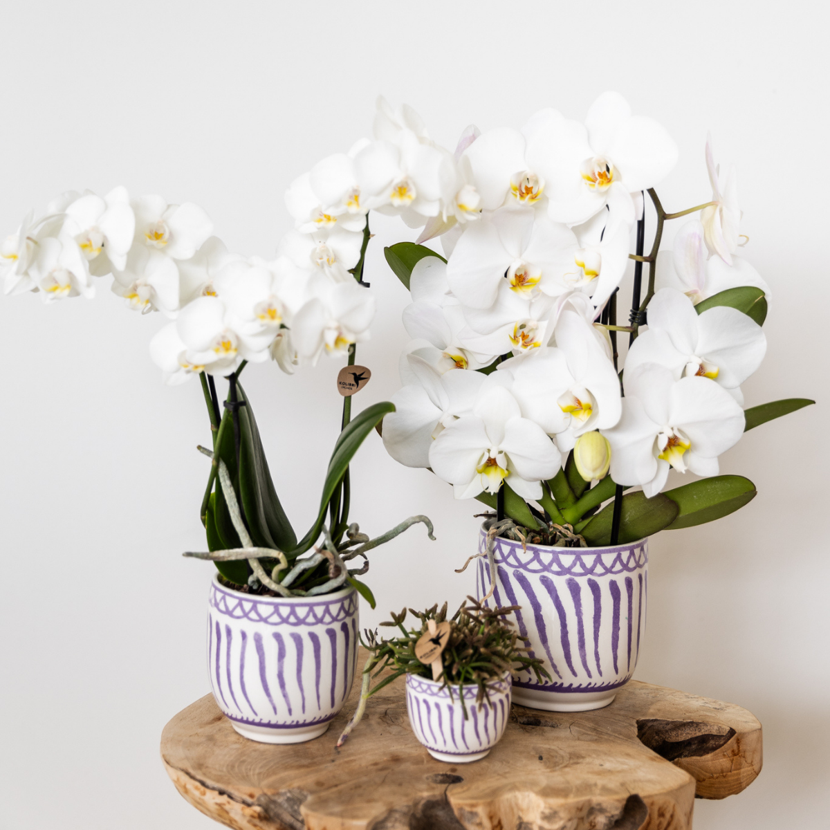 Weiße Phalaenopsis-Orchidee - Amabilis - Topfgröße Ø9cm | blühende Zimmerpflanze - frisch vom Züchter