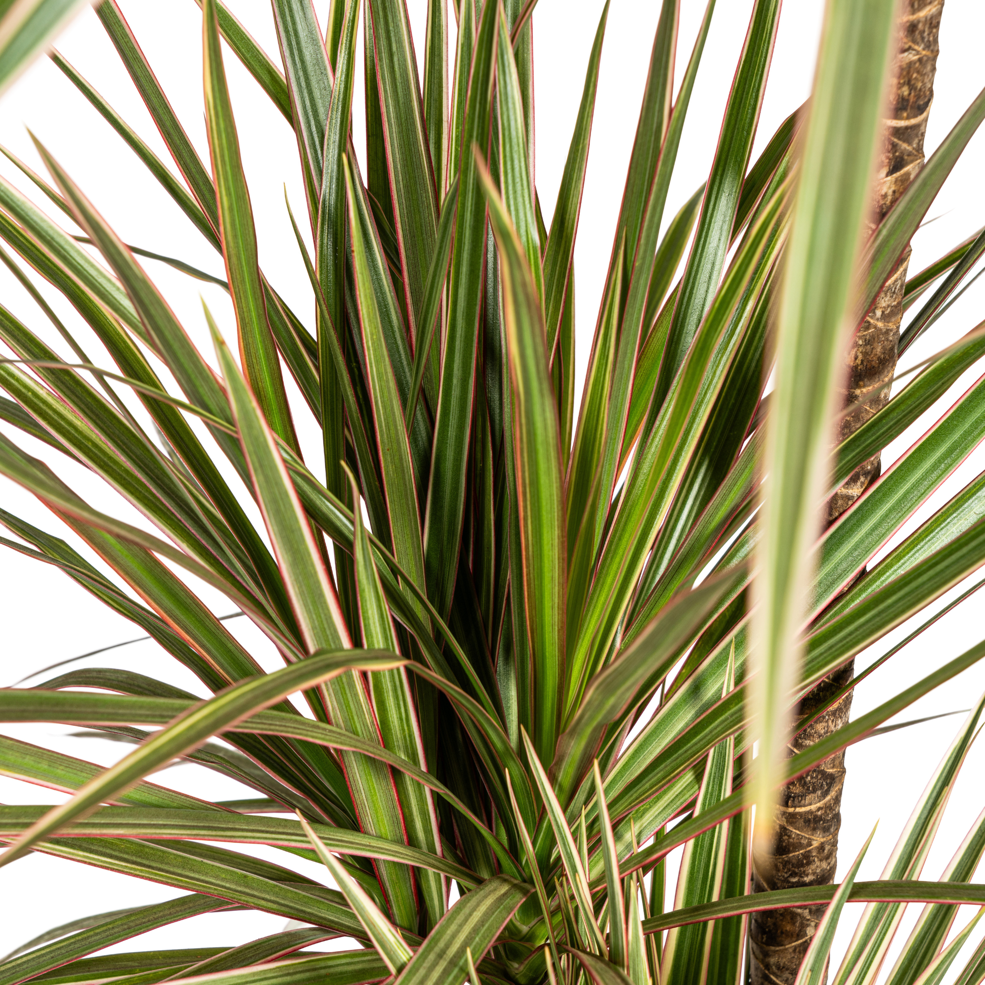 Drachenbaum - Dracaena Marginata Bicolor | 110 - 130cm | Ø21cm
