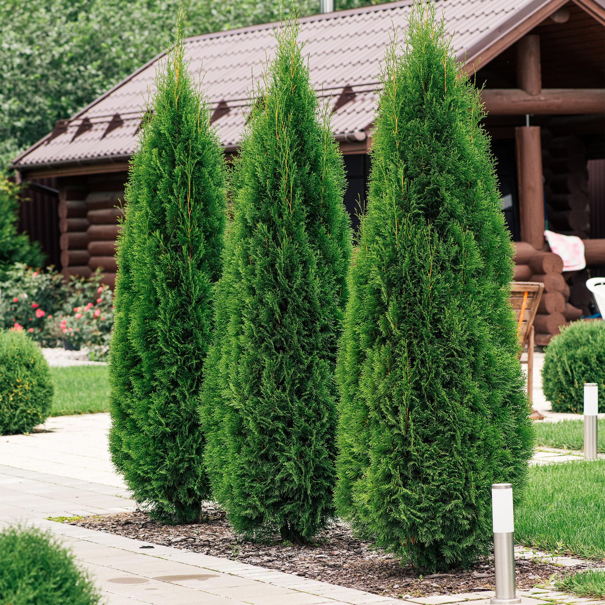 8x Thuja occidentalis Smaragd | 8 Pflanzen - 1 laufender Meter | Topf 9cm - Höhe 30-35cm
