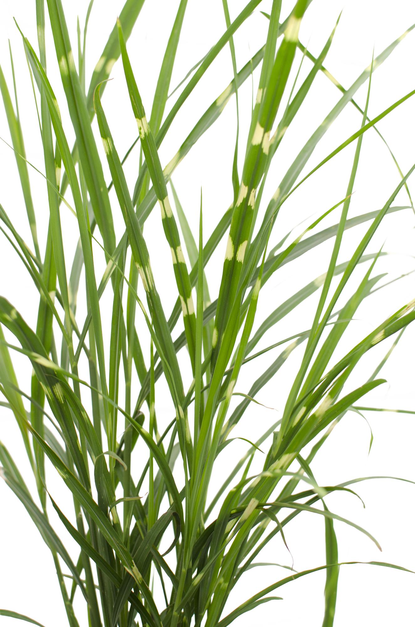 Japanisches Silbergras – Miscanthus sinensis Strictus | 60 cm | Topf Ø23 cm