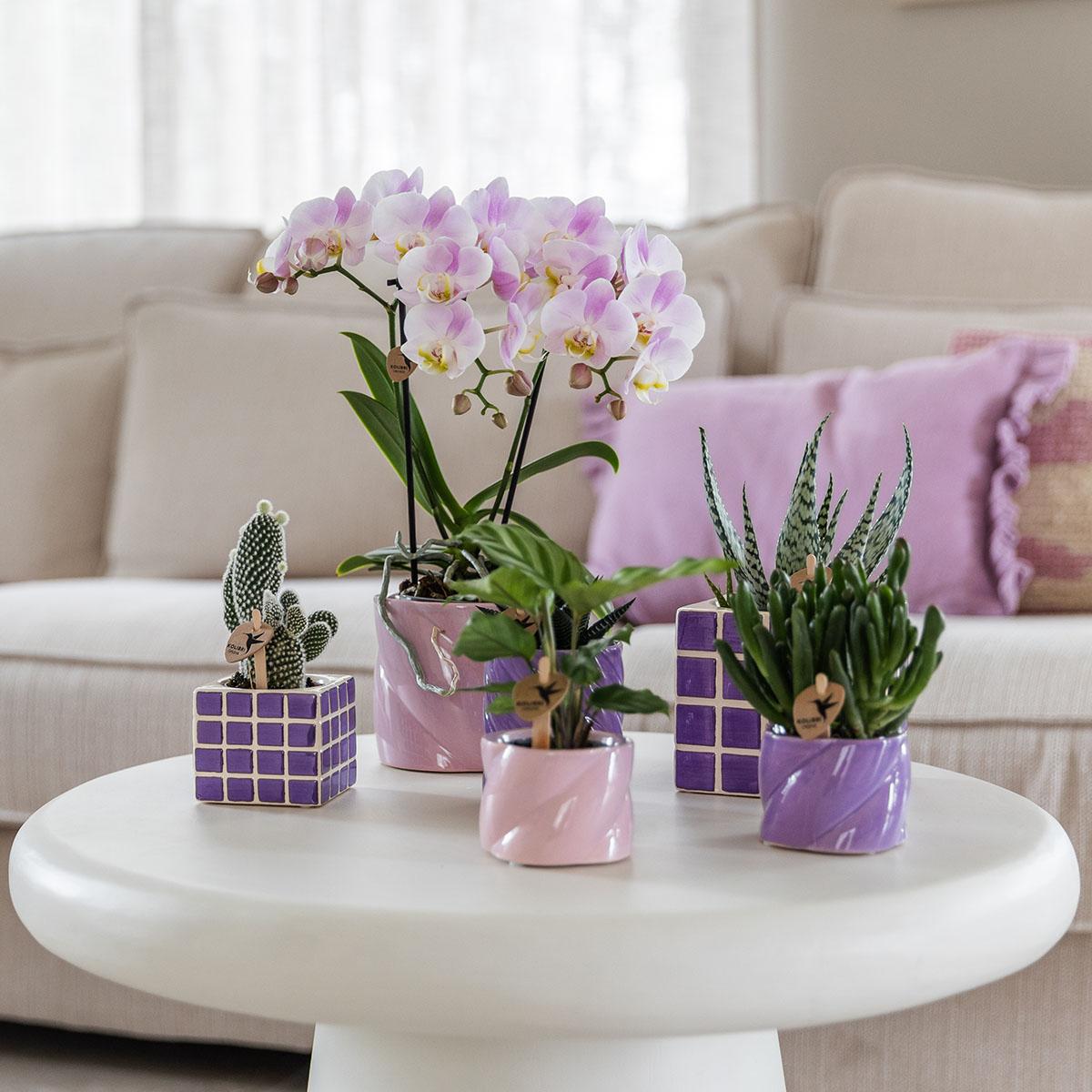 Rosa Phalaenopsis Orchidee - Portugal - Topfgröße Ø9cm | Blühende Zimmerpflanze - Frisch vom Züchter