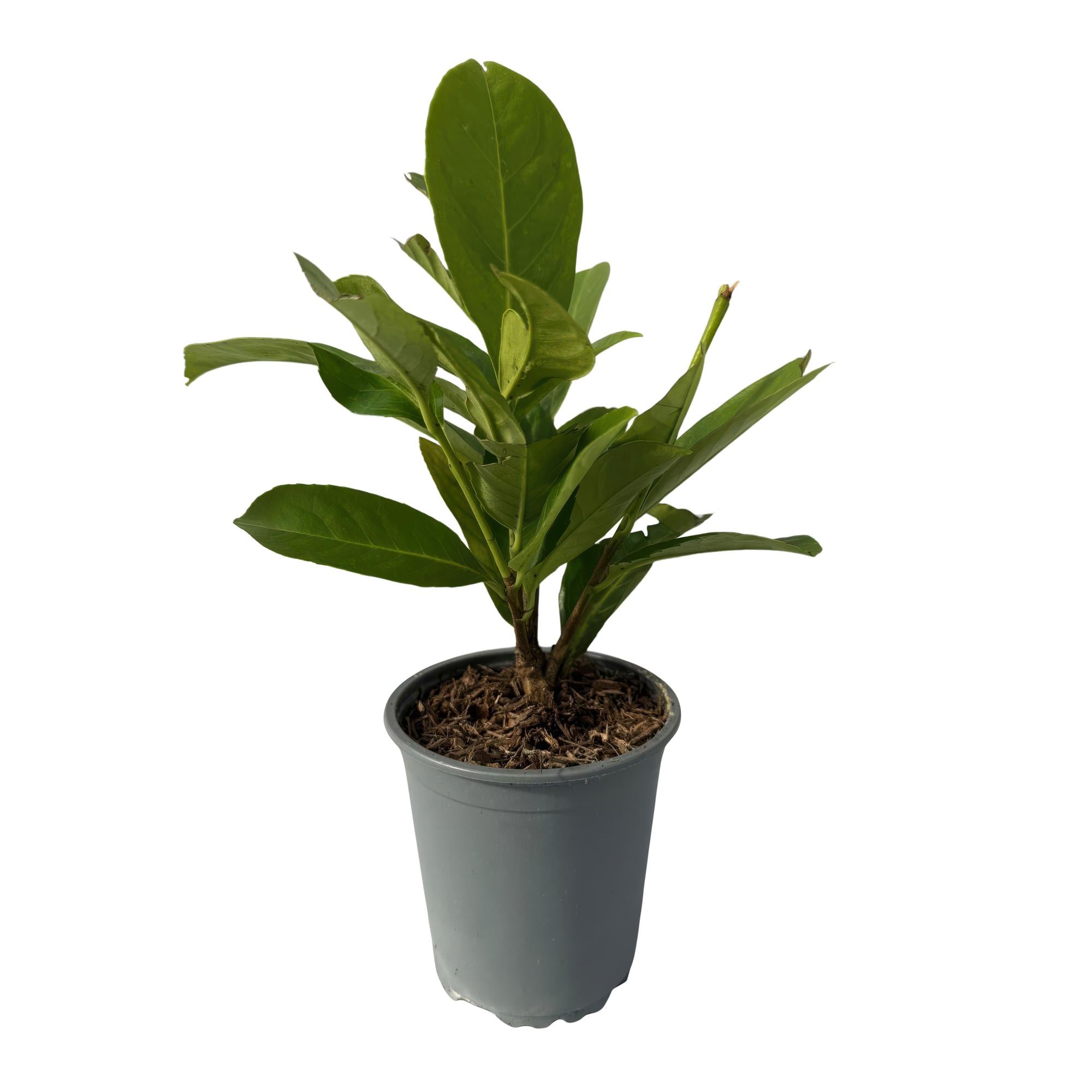 8x Großblättriger Kirschlorbeer - Prunus laurocerasus Rotundifolia | 8 Pflanzen - 1 laufender Meter | Topf 9cm - Höhe 30-35cm