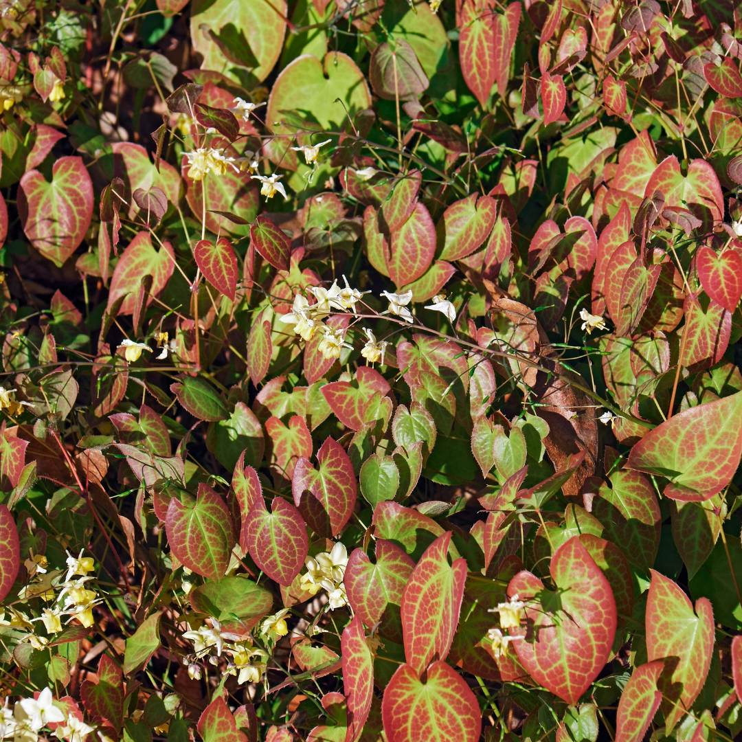 12x Elfenblume - Epimedium × youngianum ‘Niveum’ | 10-25 cm | Ø9 cm