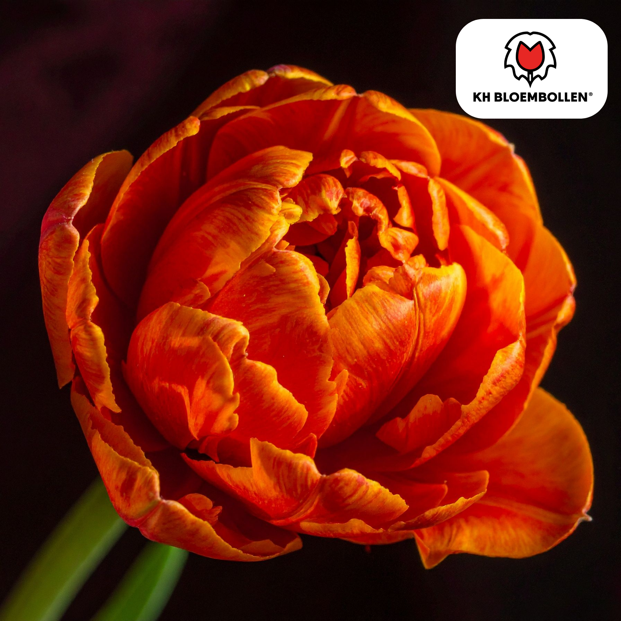 Tulpenzwiebeln Icoon – 20 Stück | Größe 11/12